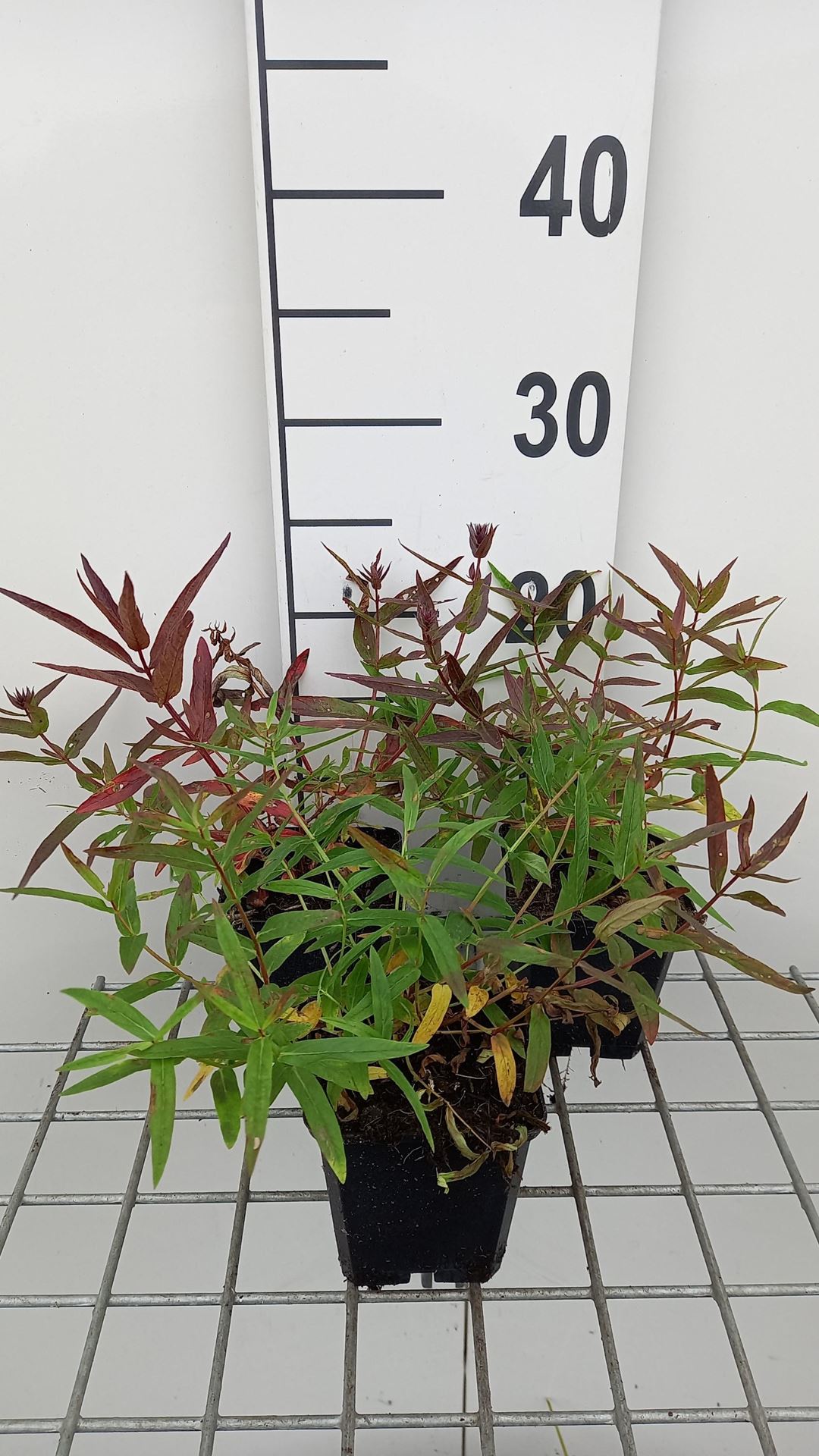 Lythrum salicaria'Zigeunerblut'- pot 9x9 cm afbeelding