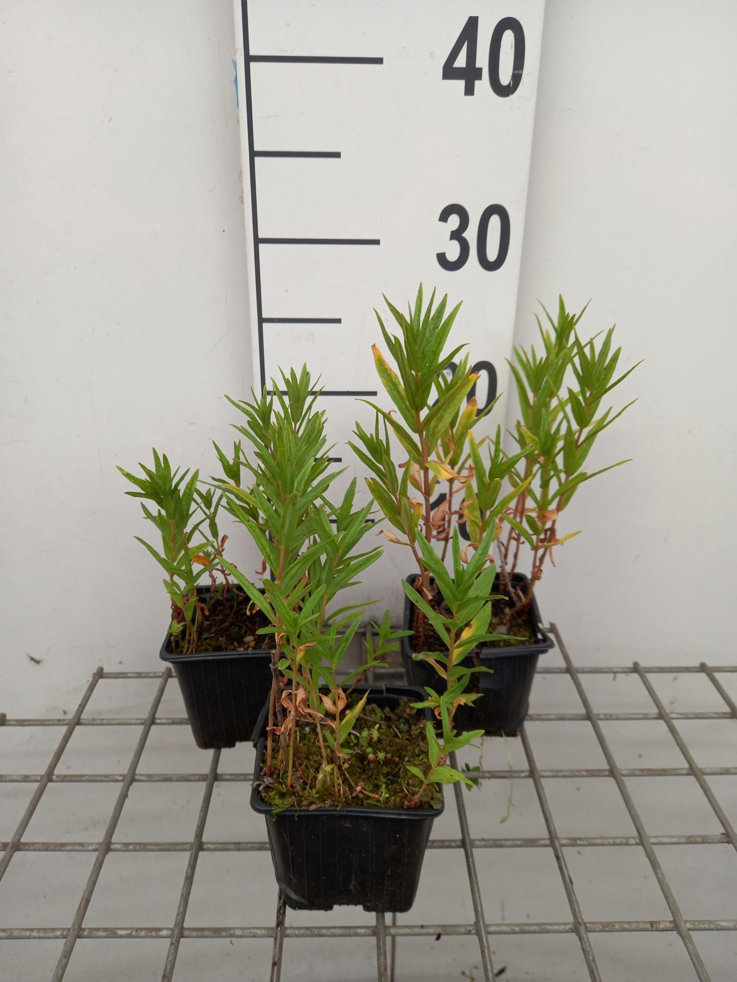 Lysimachia thyrsiflora - pot 9x9 cm afbeelding