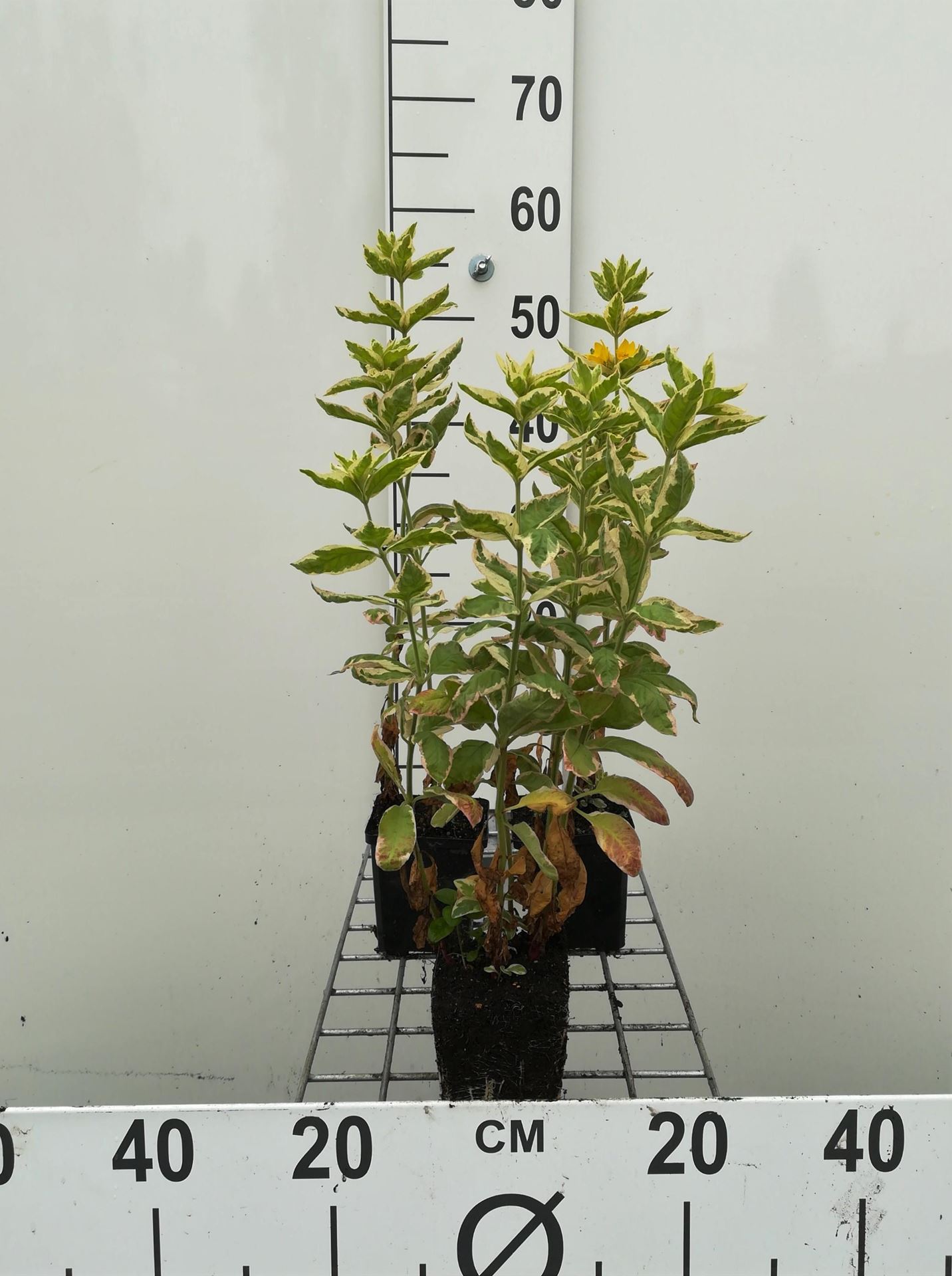 Lysimachia punctata'Alexander'- pot 9x9 cm afbeelding
