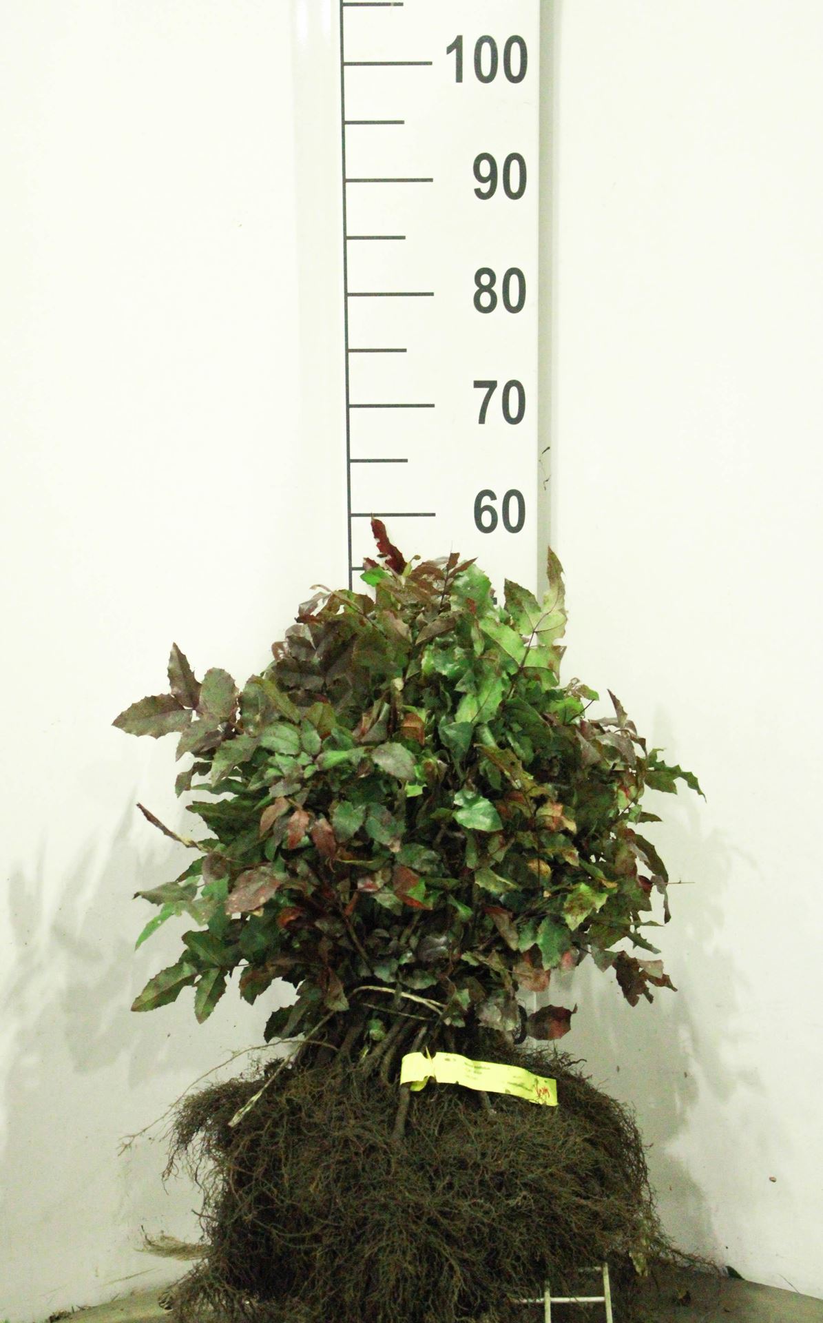 Mahonia aquifolium - blote wortel - 30-40 cm - Gewone mahonia / Gewone mahoniestruik / Gele hulst / Druifstruik afbeelding