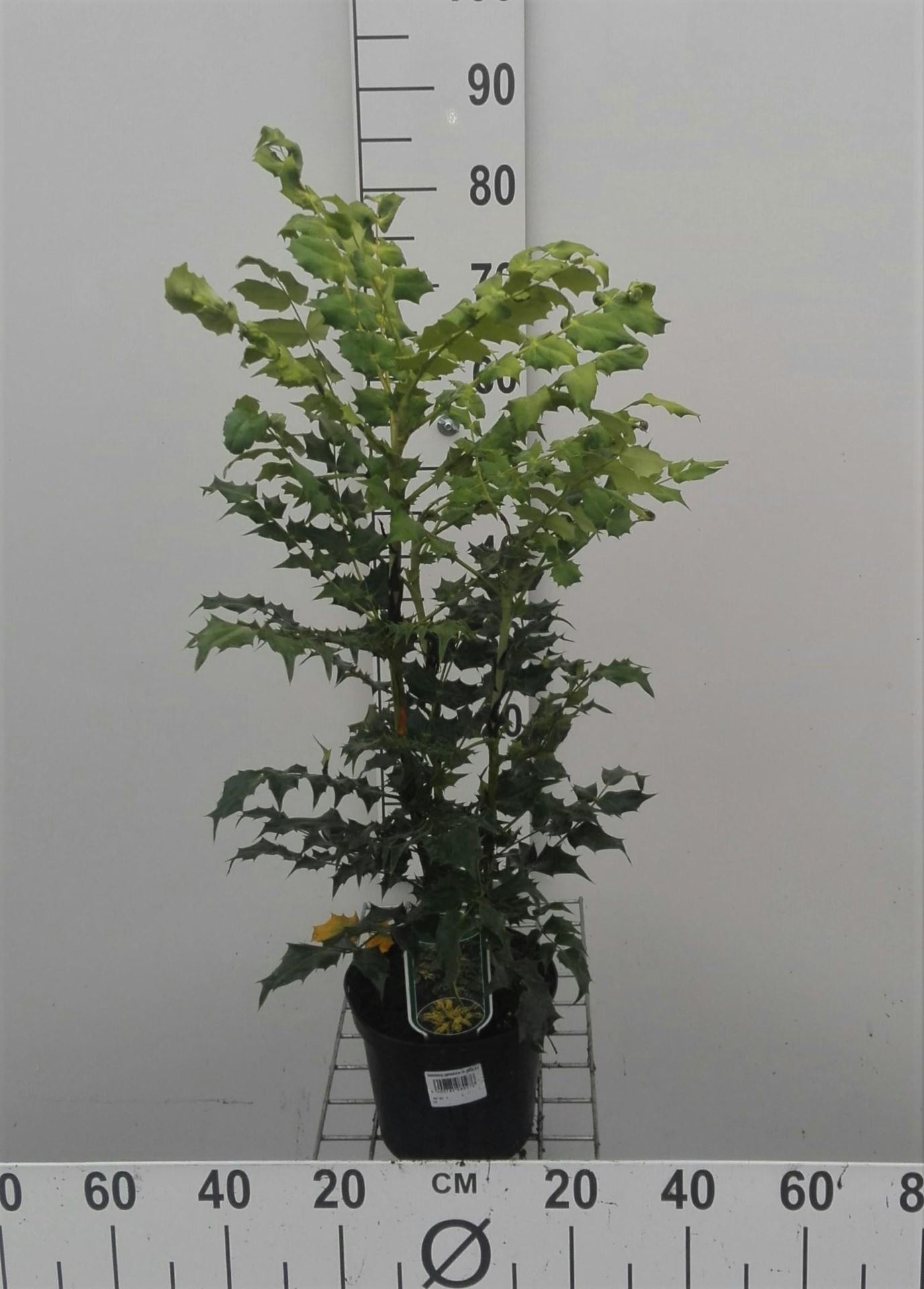 Mahonia japonica - pot - 30-50 cm afbeelding