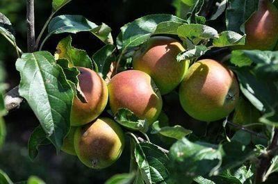Malus domestica'Cox's Orange Pippin'- blote wortel - struik afbeelding