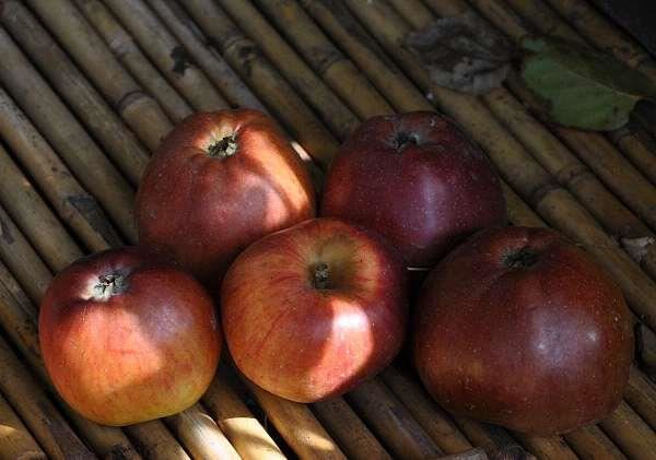 Malus domestica'Dubbele Bellefleur'- blote wortel - struik - afbeelding
