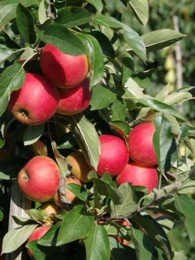 Malus domestica'Elstar'(Bougie, Cpro Elstar, Elstar van Vliet) - blote wortel - struik afbeelding