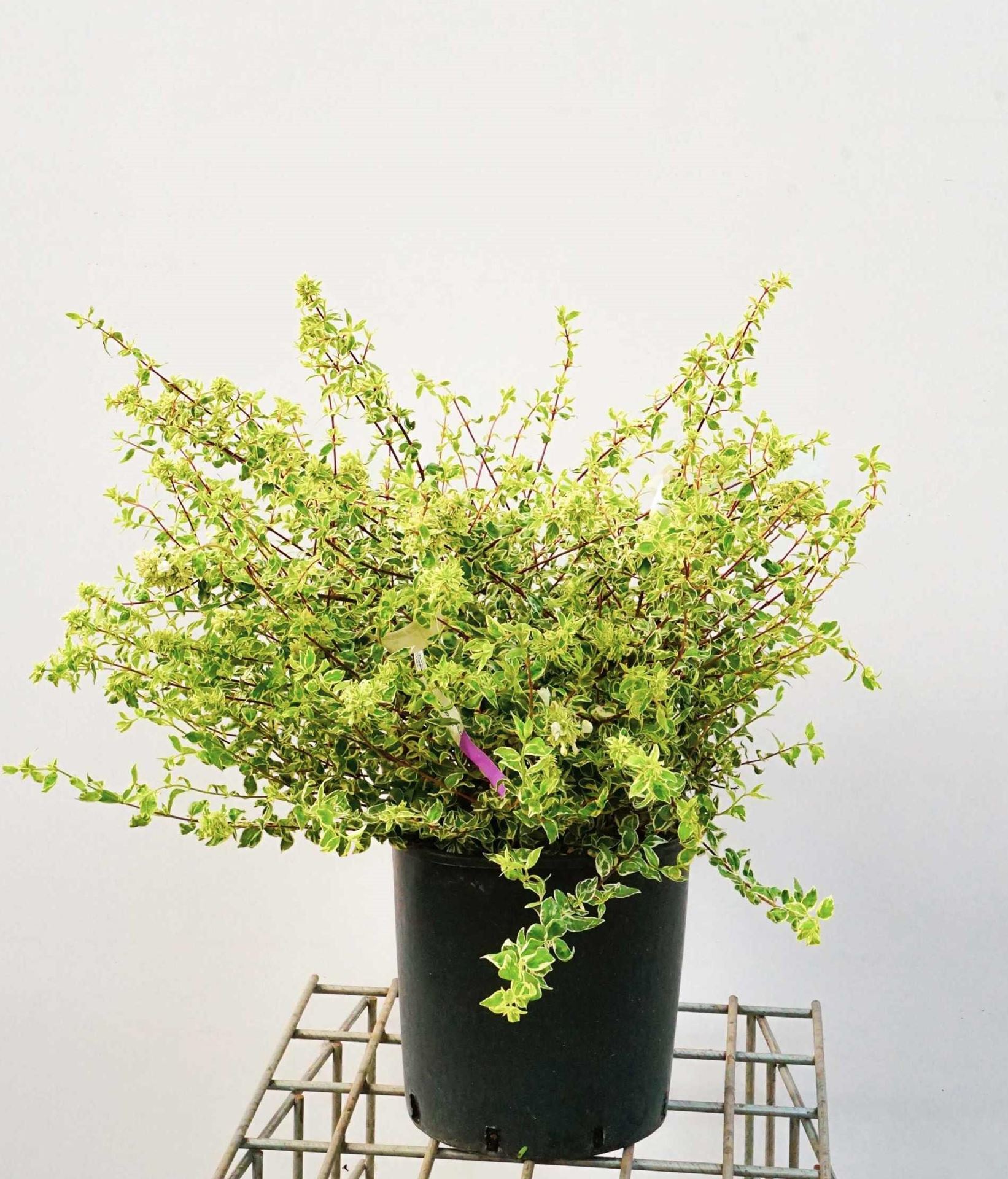 Abelia x grandiflora'Sparkling Silver'- pot 10L - 50-60 cm afbeelding