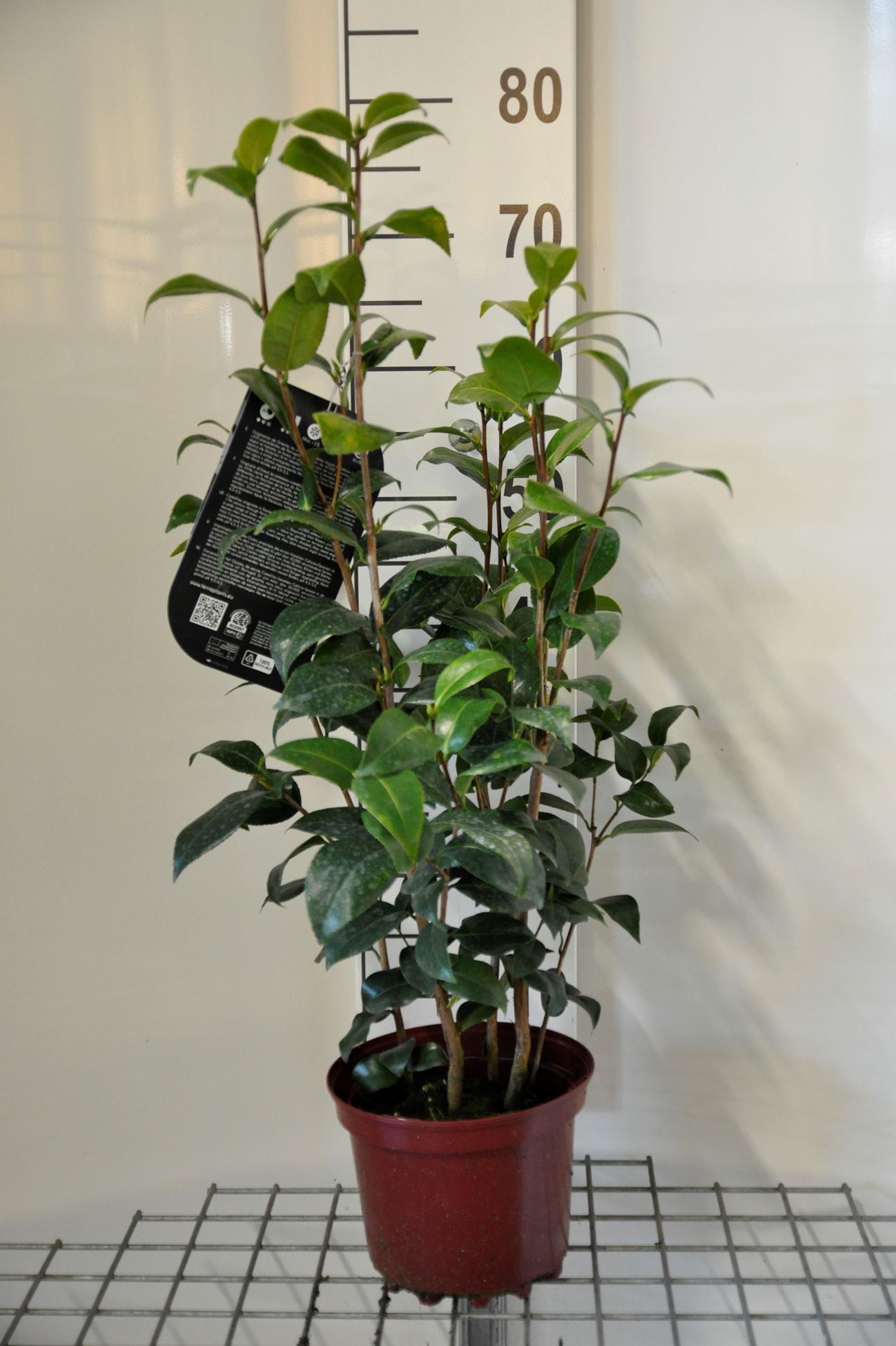Camellia japonica rood - pot 3L - 50-60 cm afbeelding