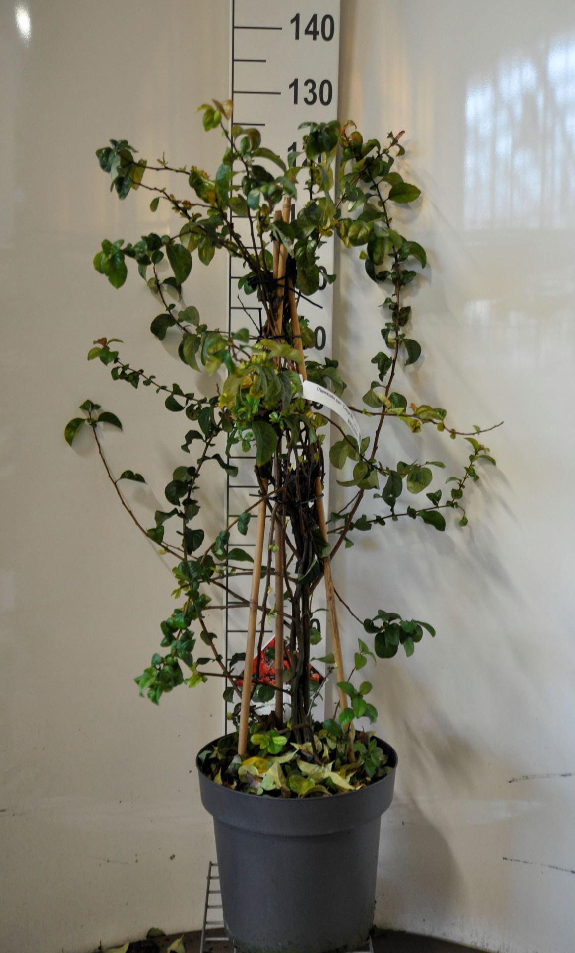 Chaenomeles speciosa'Orange Storm'- pot 12L - 100-125 cm afbeelding