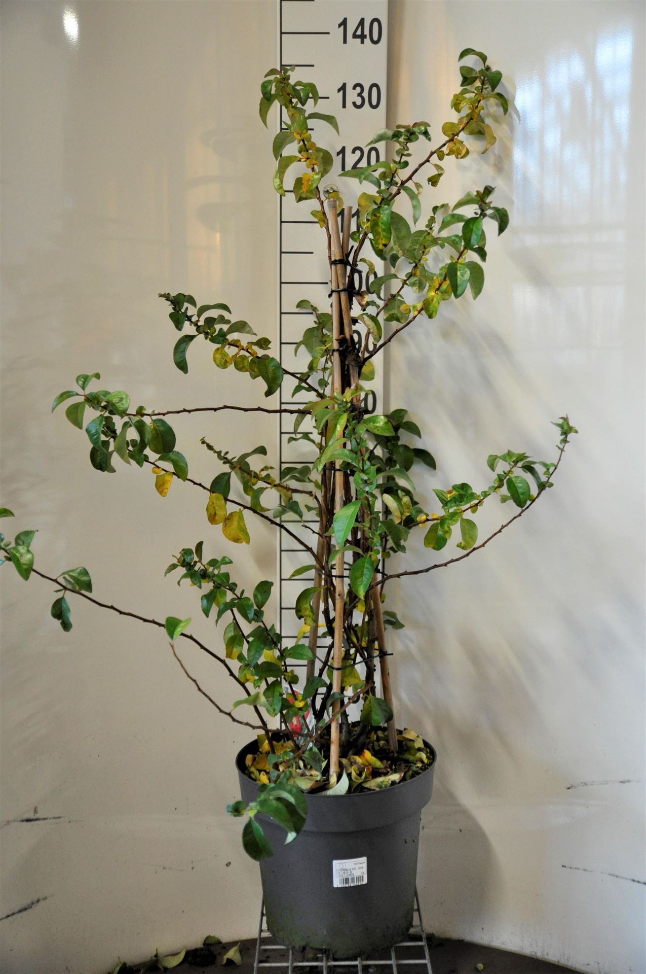 Chaenomeles speciosa'Scarlet Storm'- pot 12L - 100-125 cm afbeelding