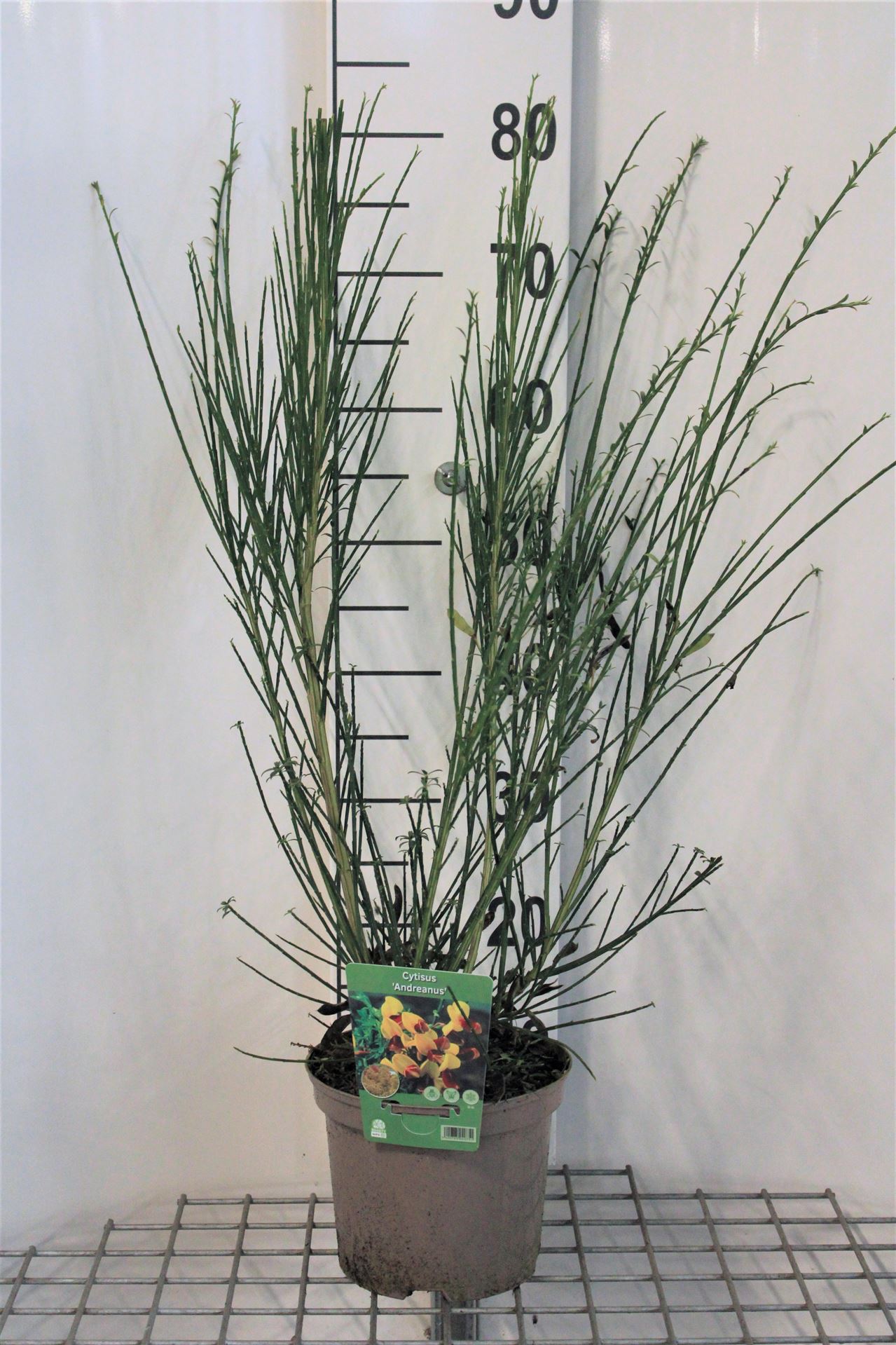 Cytisus'Andreanus Splendens'- pot - 40-60 cm afbeelding