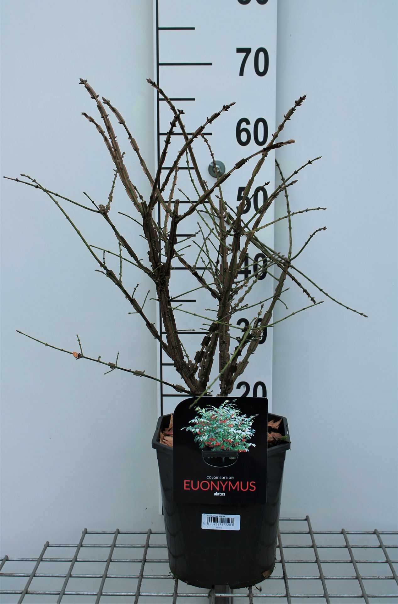 Euonymus alatus - pot 5L - 40-50 cm