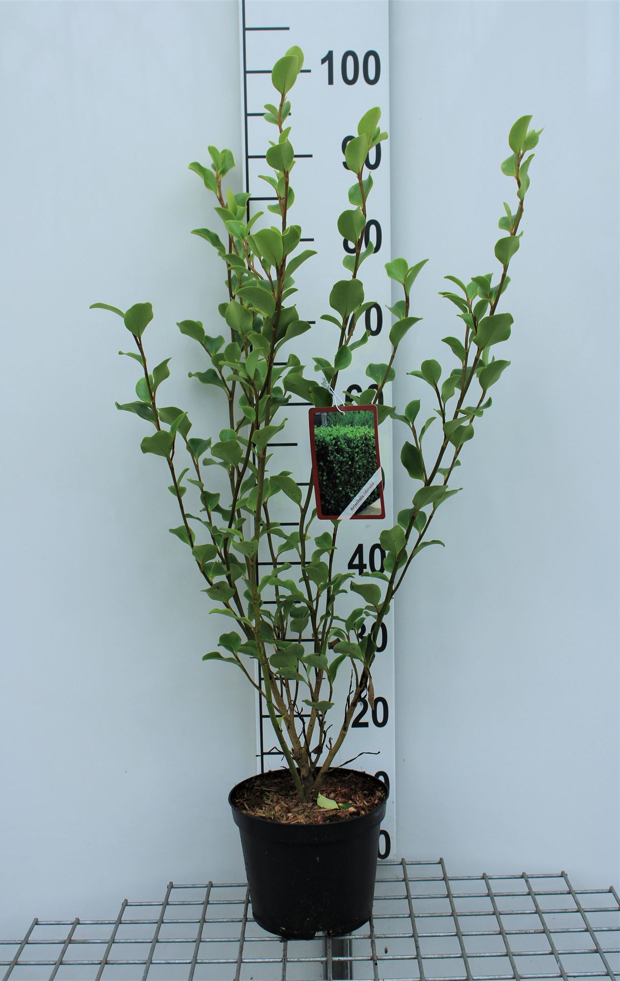 Griselinia littoralis - pot 3L - 40-50 cm afbeelding