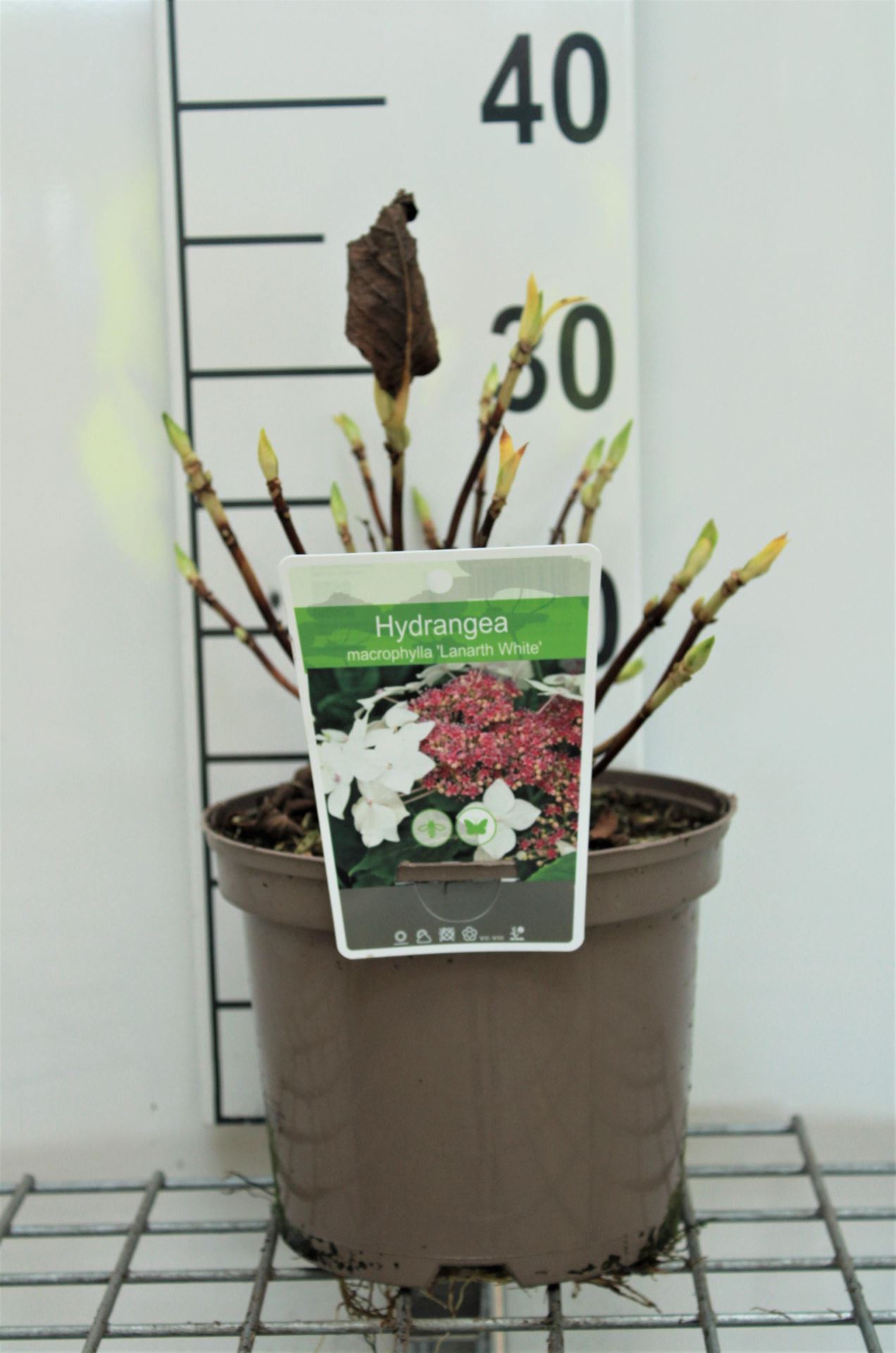 Hydrangea macrophylla'Lanarth White'- pot - 25-30 cm afbeelding