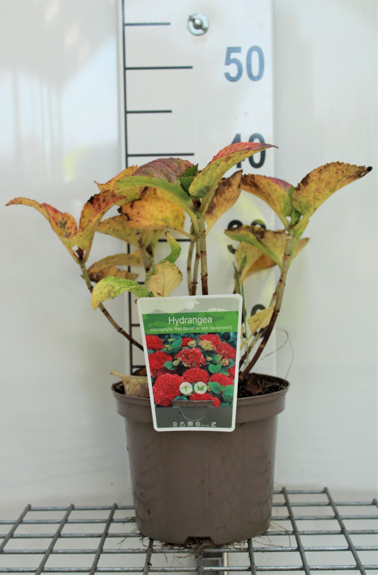 Hydrangea macrophylla'Schöne Bautznerin'- pot - 25-30 cm afbeelding