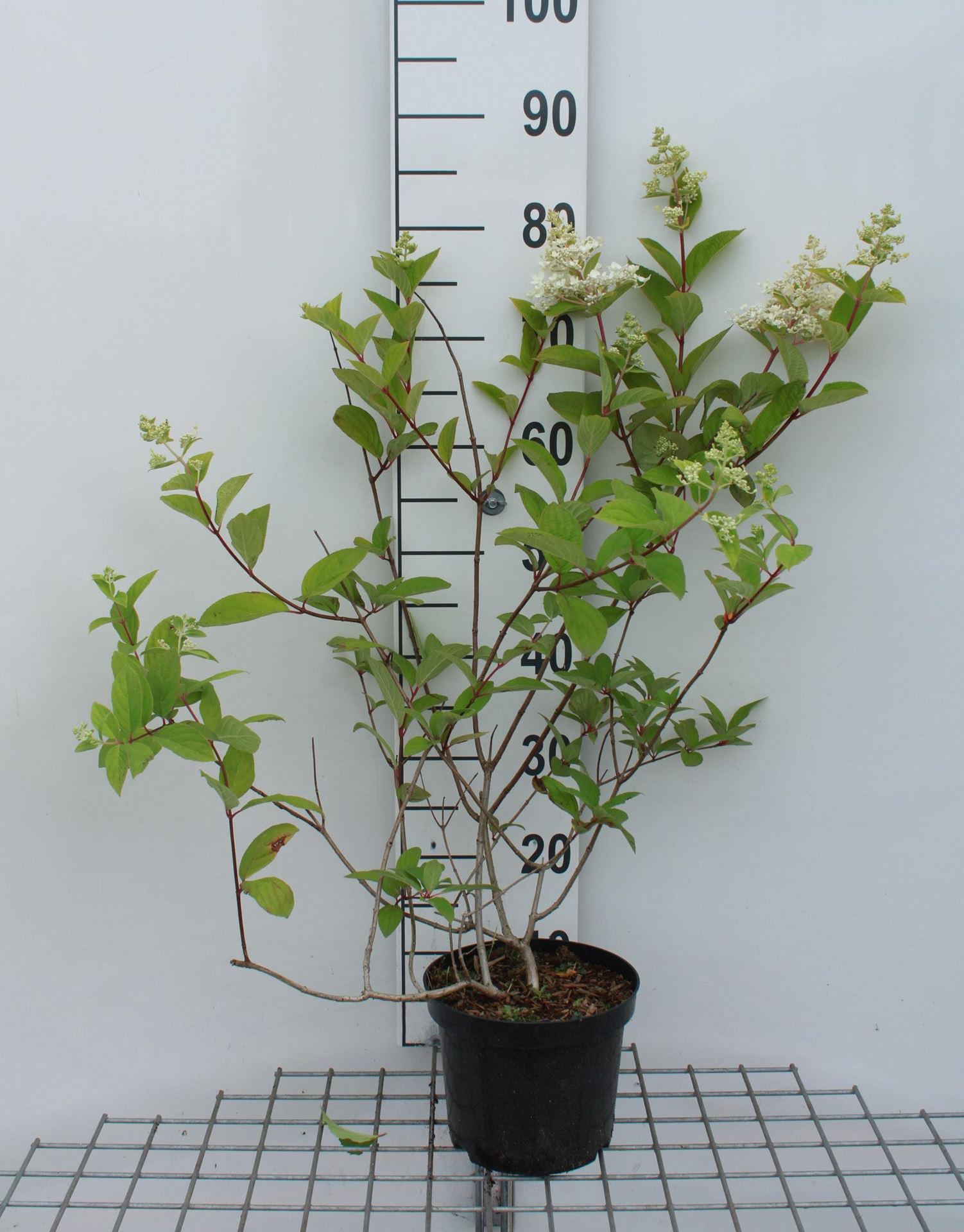 Hydrangea paniculata'Pink Diamond'- pot - 40-50 cm afbeelding