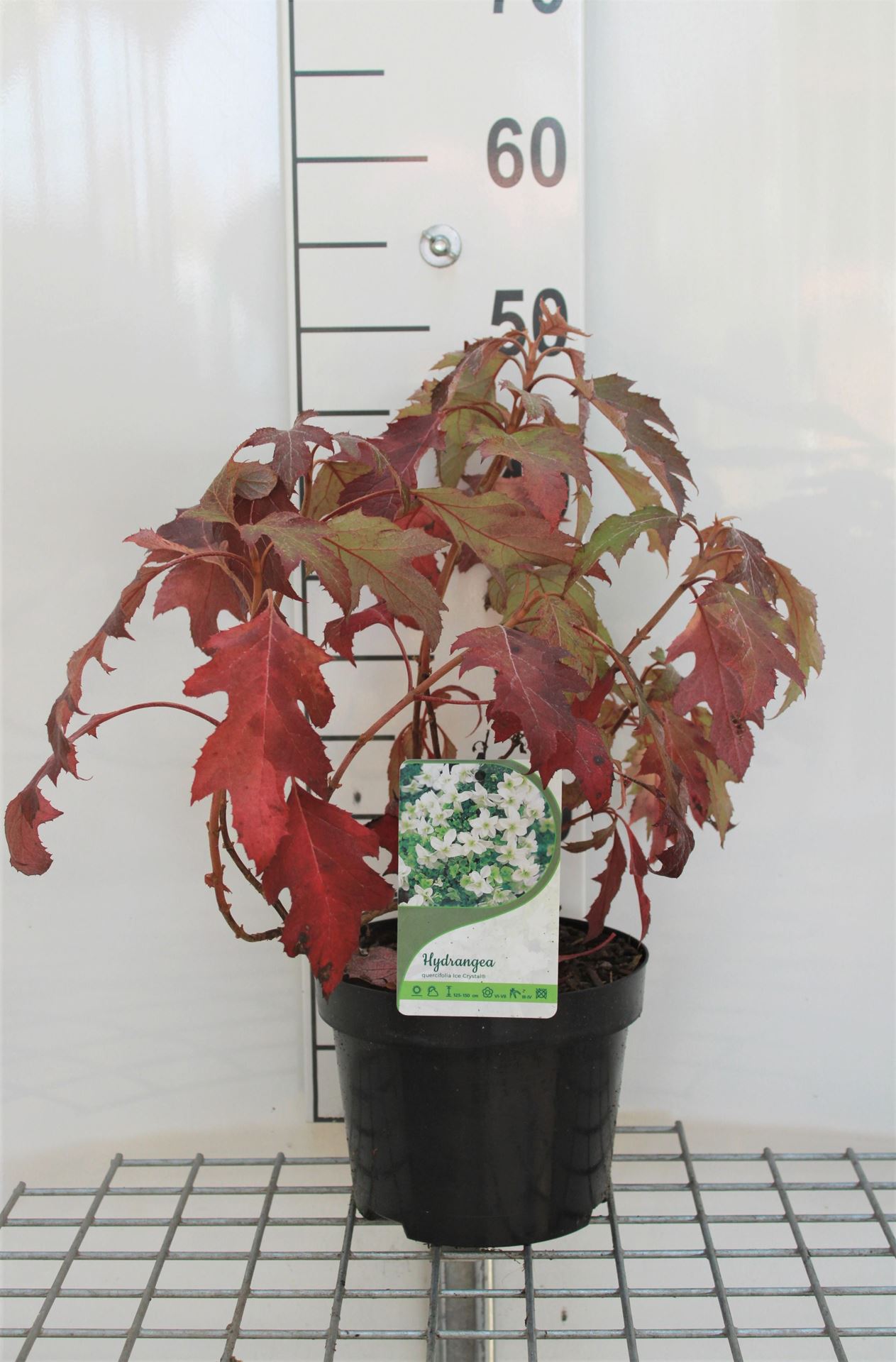 Hydrangea quercifolia'Hqopr010'(Ice Crystal) - pot - 30-40 cm afbeelding