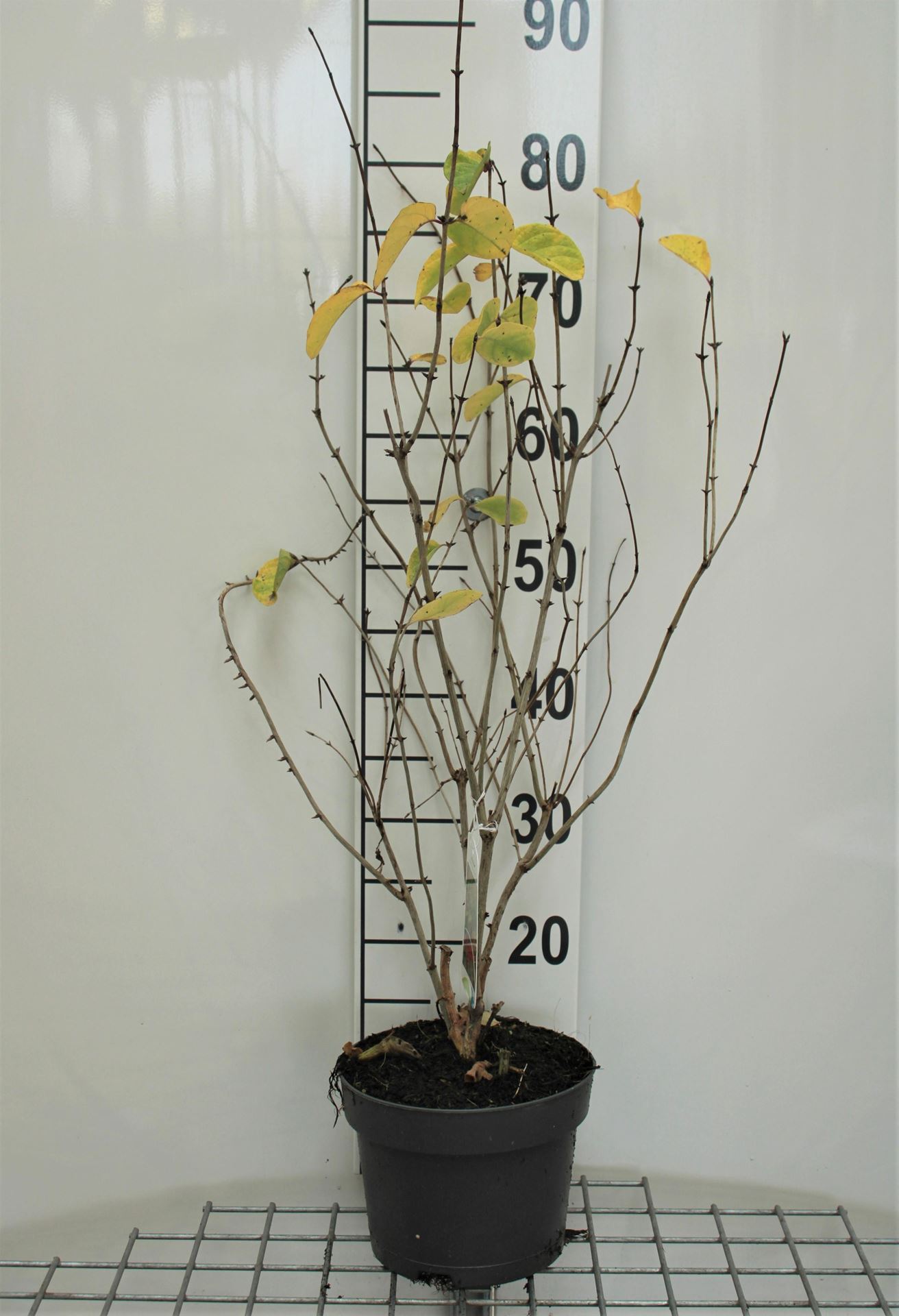 Lonicera tatarica'Hack's Red'- pot - 40-60 cm afbeelding