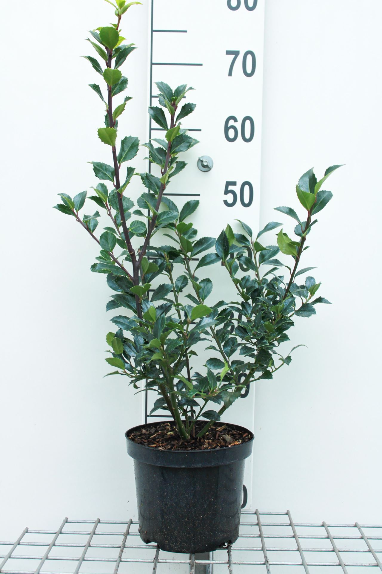 Ilex x meserveae'Hachfee'(Heckenfee) - pot - 40-60 cm afbeelding
