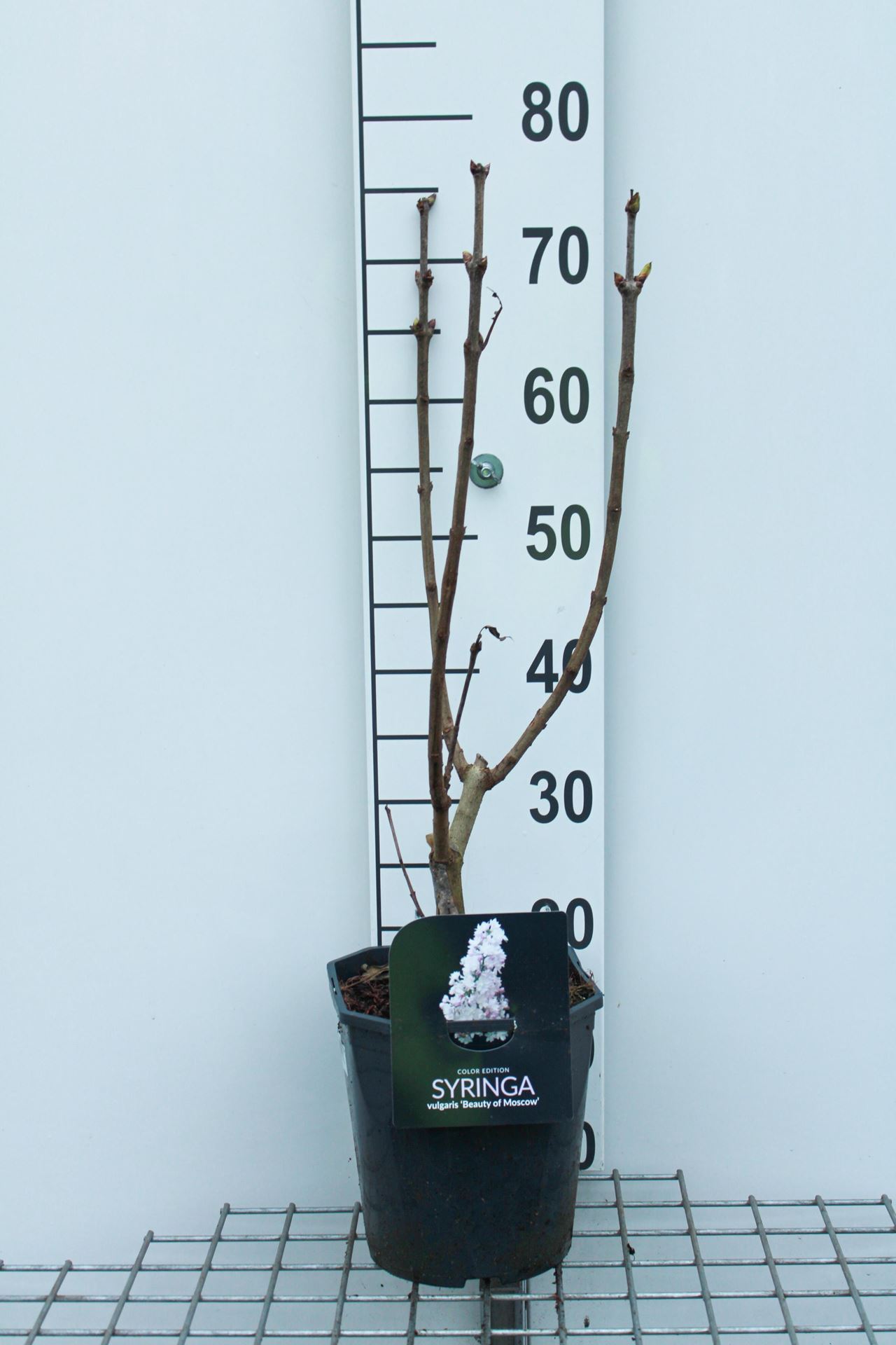 Syringa vulgaris'Krasavitsa Moskvy'(Beauty of Moscow) - pot - 50-60 cm afbeelding