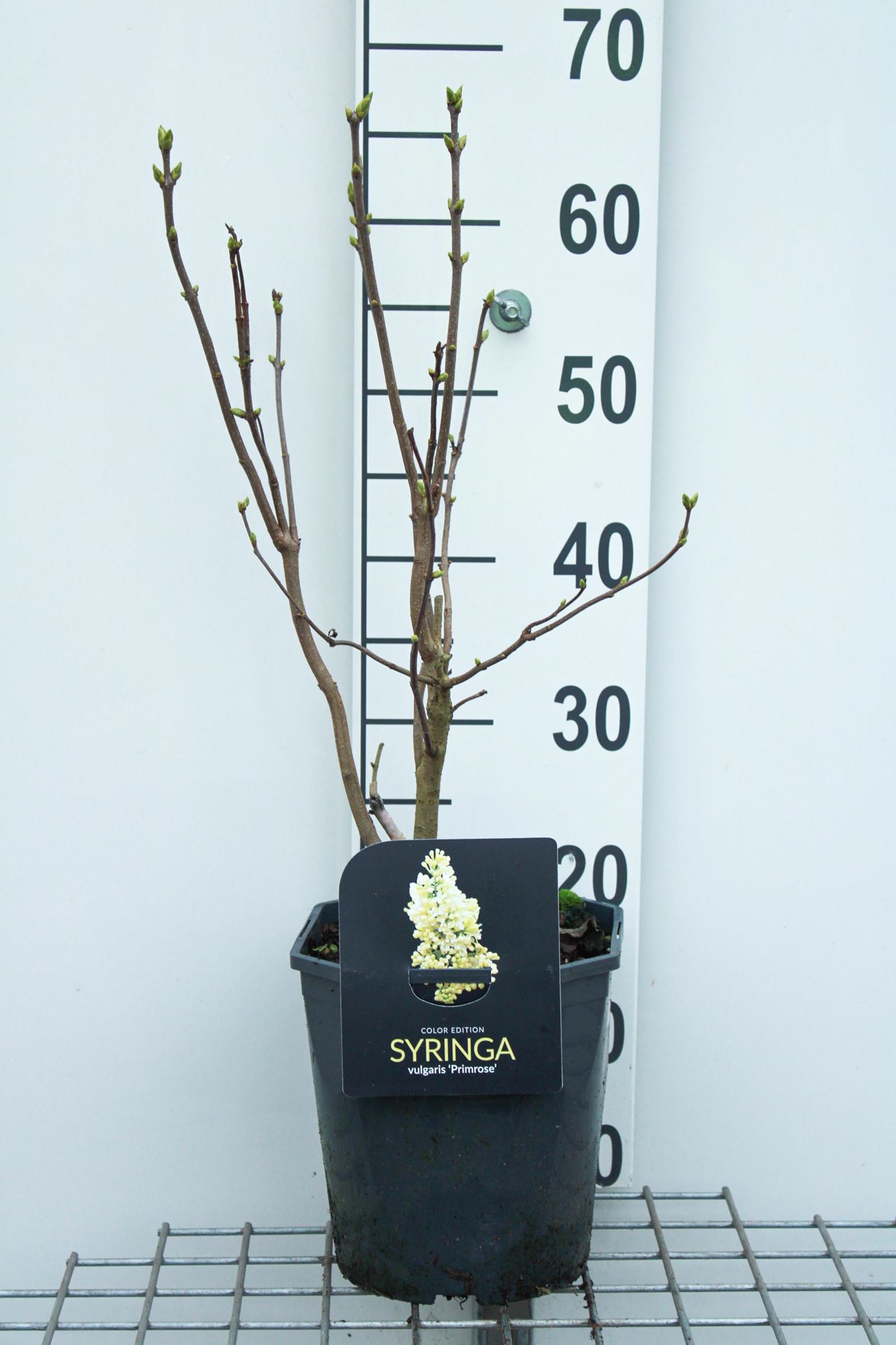 Syringa vulgaris'Primrose'(Sterntaler) - pot - 50-60 cm afbeelding