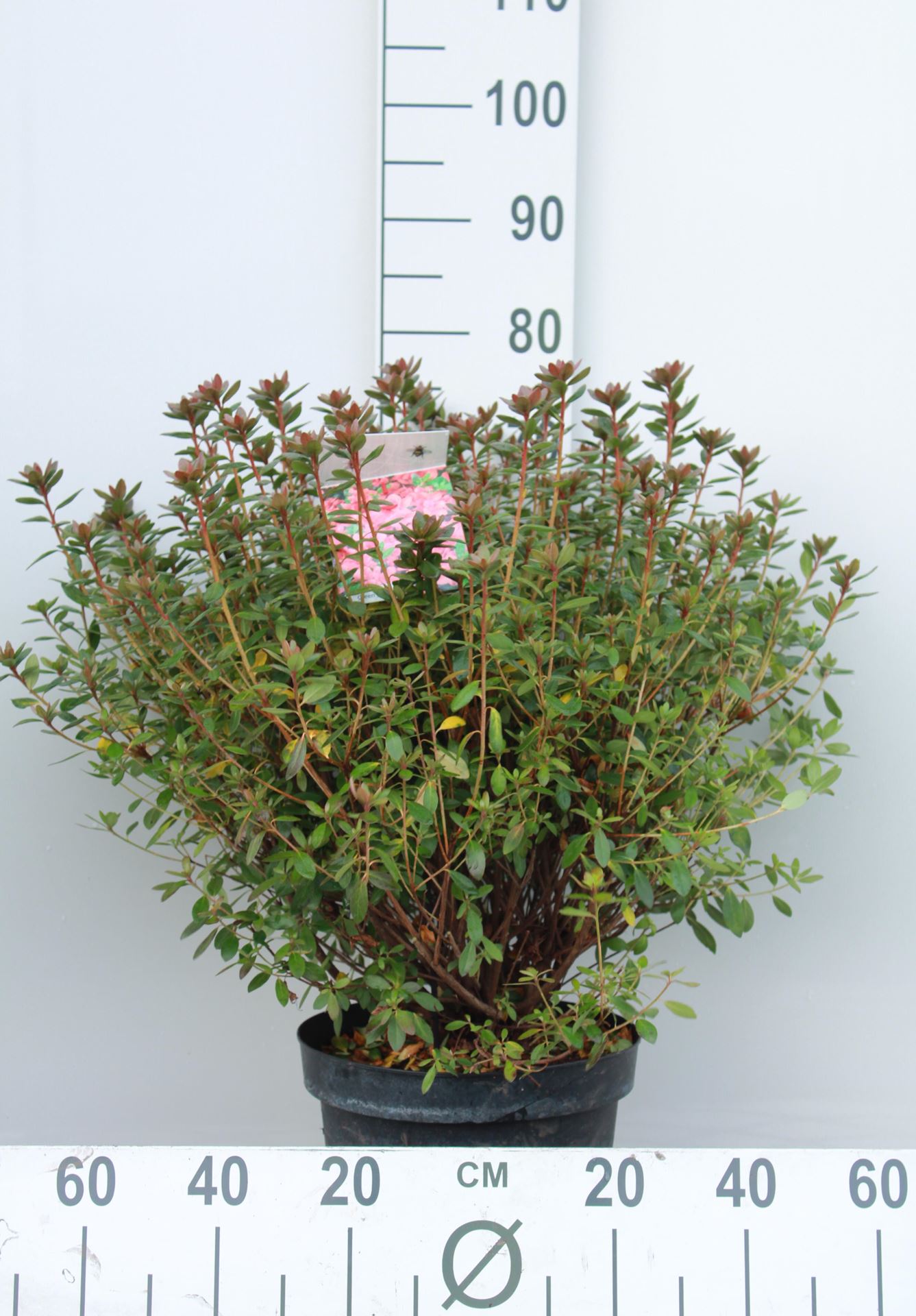 Azalea japonica - oranje - pot 10L - 50-60 cm afbeelding