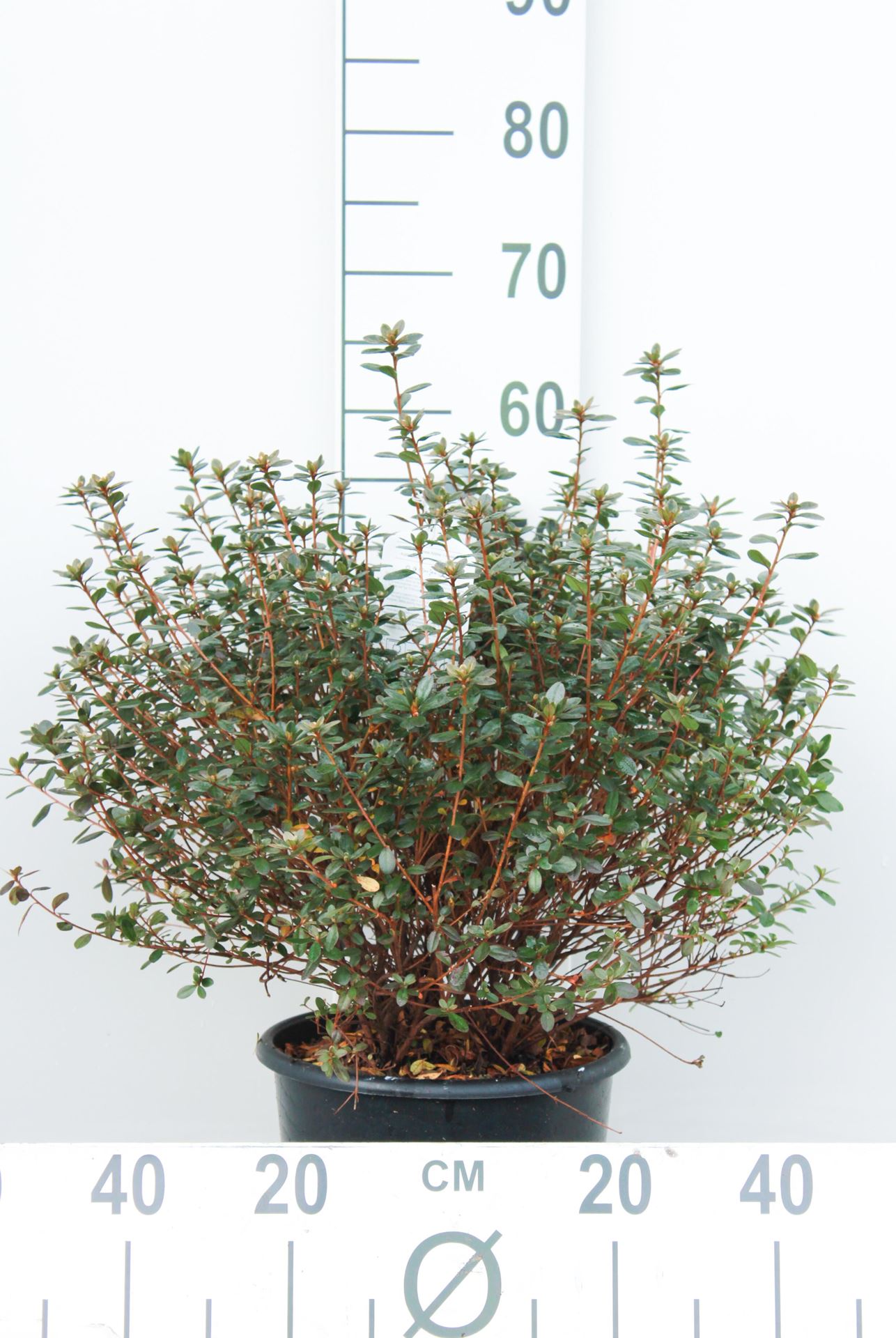 Azalea japonica - paars - pot 10L - 50-60 cm afbeelding