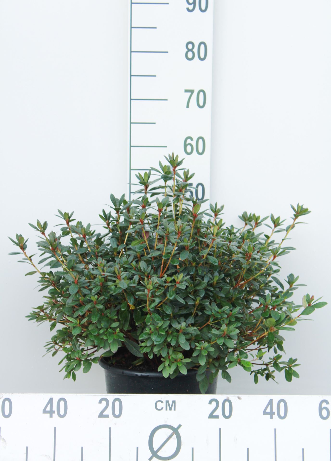 Azalea japonica - rood - pot 10L - 50-60 cm afbeelding