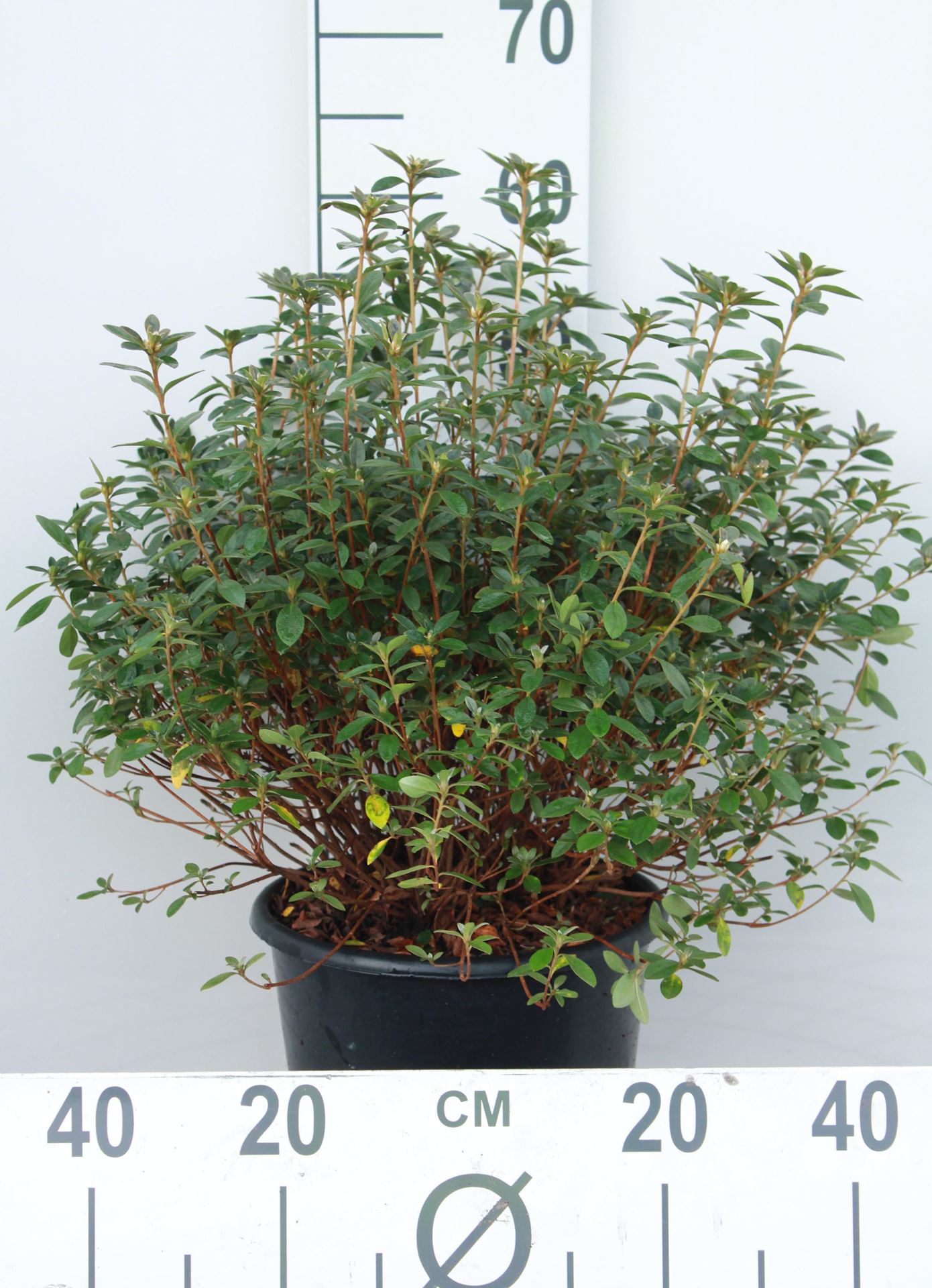 Azalea japonica - roze - pot 10L - 50-60 cm afbeelding