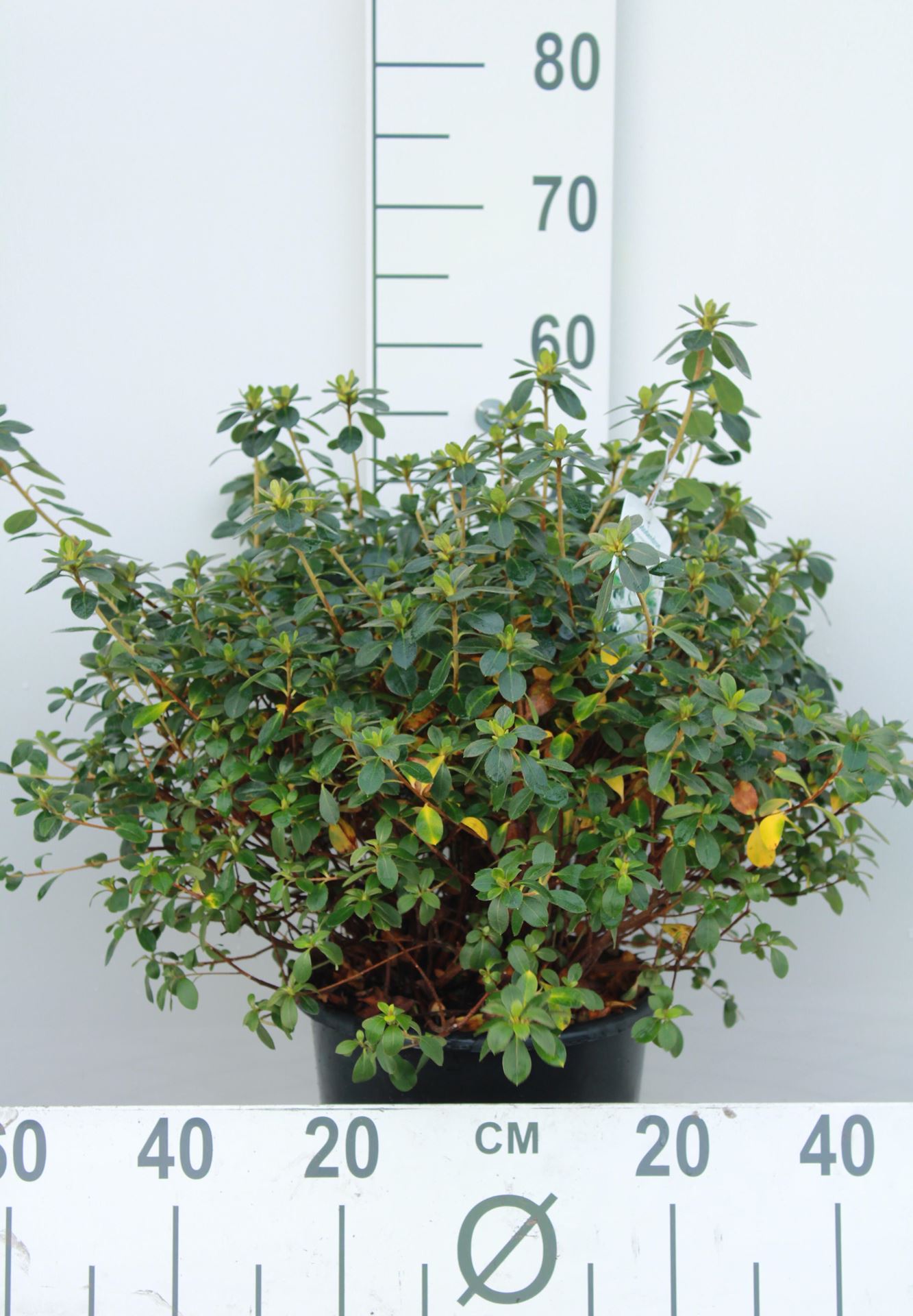 Azalea japonica - wit - pot 10L - 50-60 cm afbeelding
