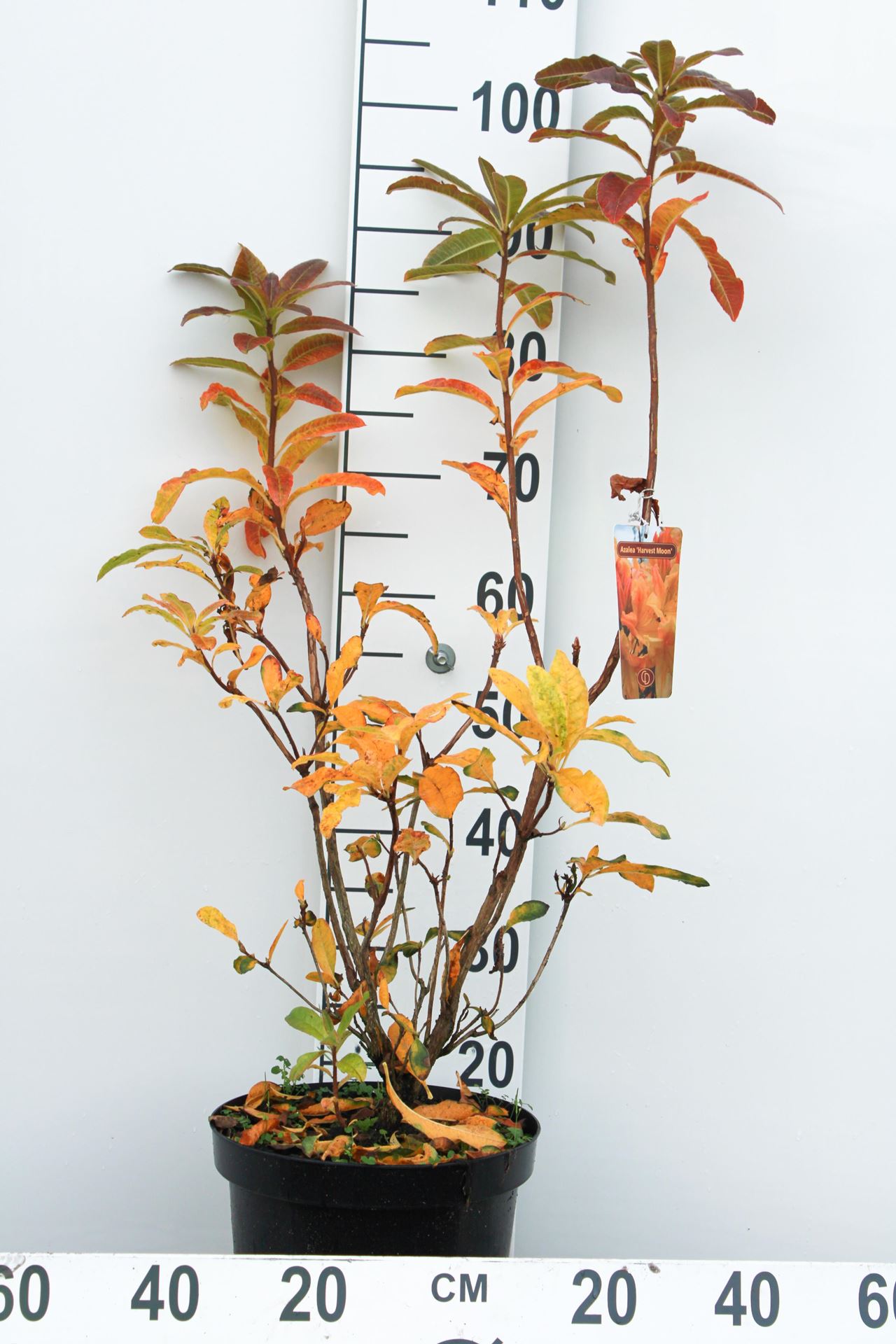 Azalea knaphill - geel - pot 7,5L - 80+ cm afbeelding