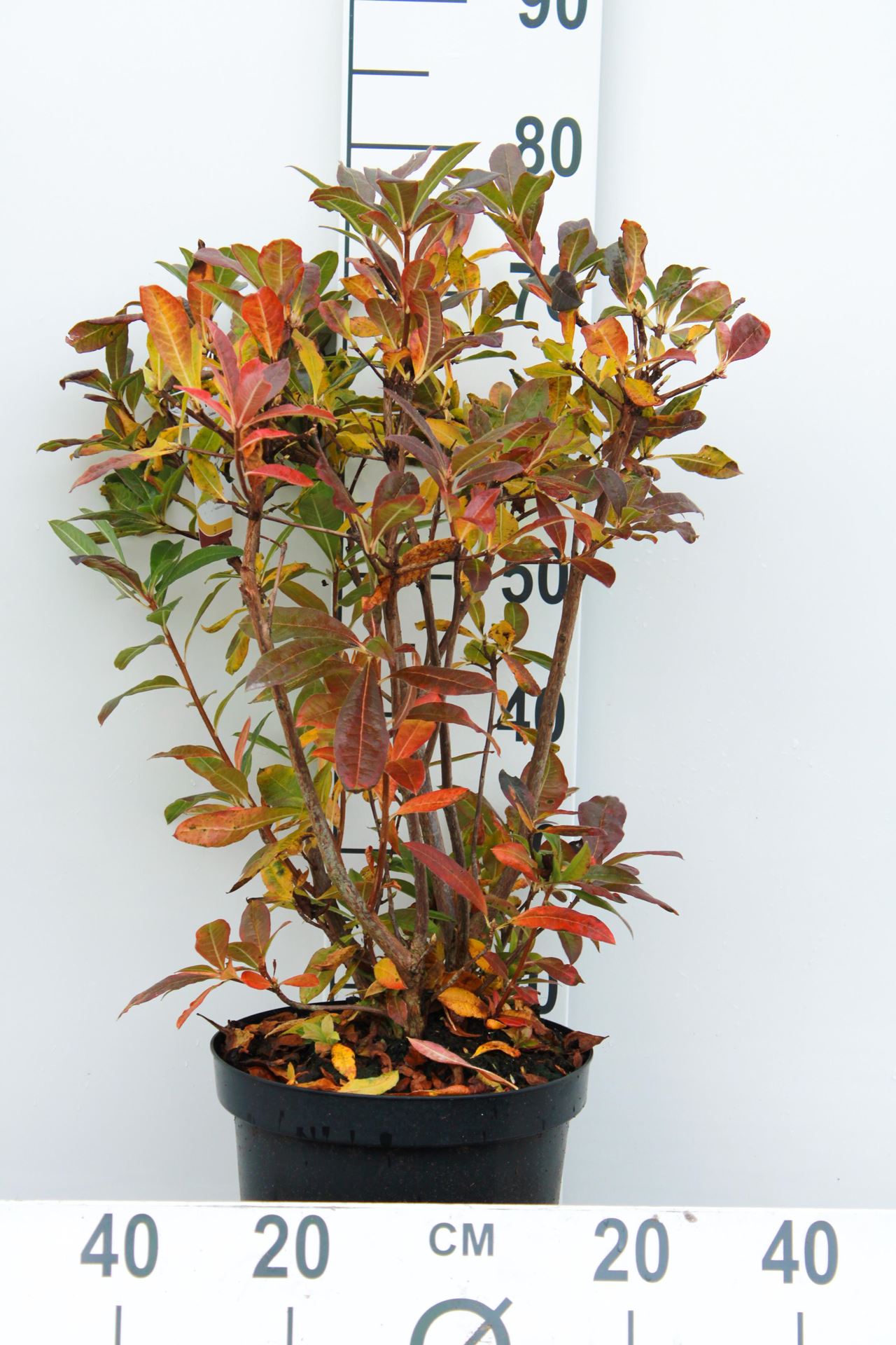 Azalea knaphill - oranje - pot 7,5L - 80+ cm afbeelding