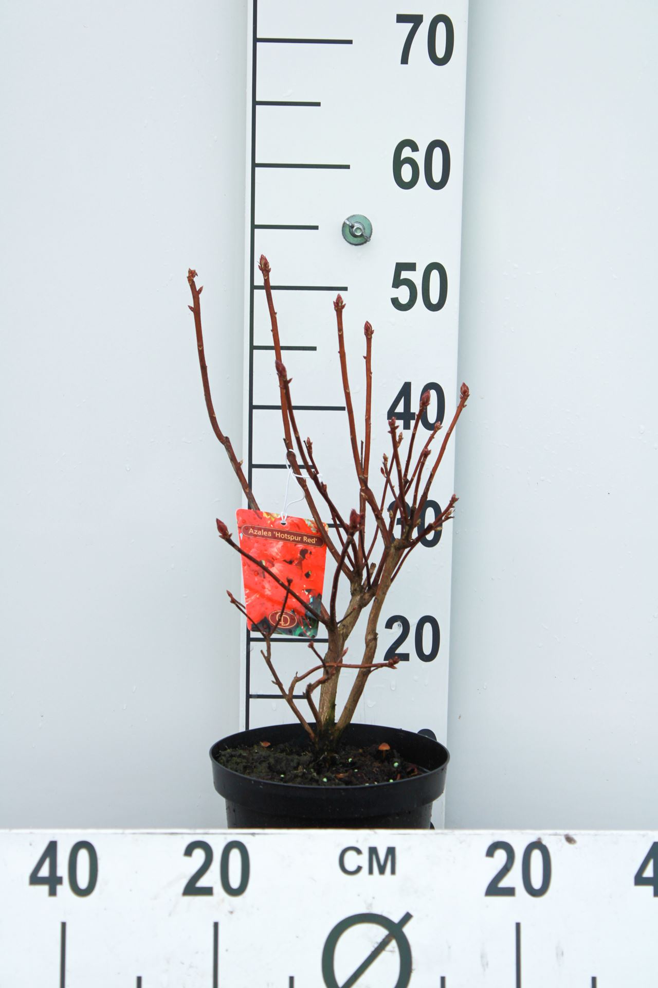 Rhododendron 'Knaphill Red' - pot - 40-50 cm