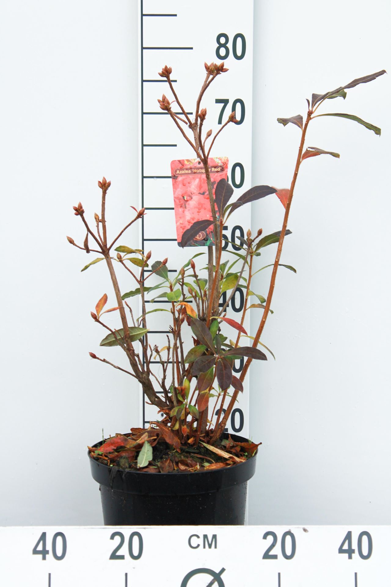 Rhododendron'Knaphill Red'- pot 7,5L - 80+ cm afbeelding