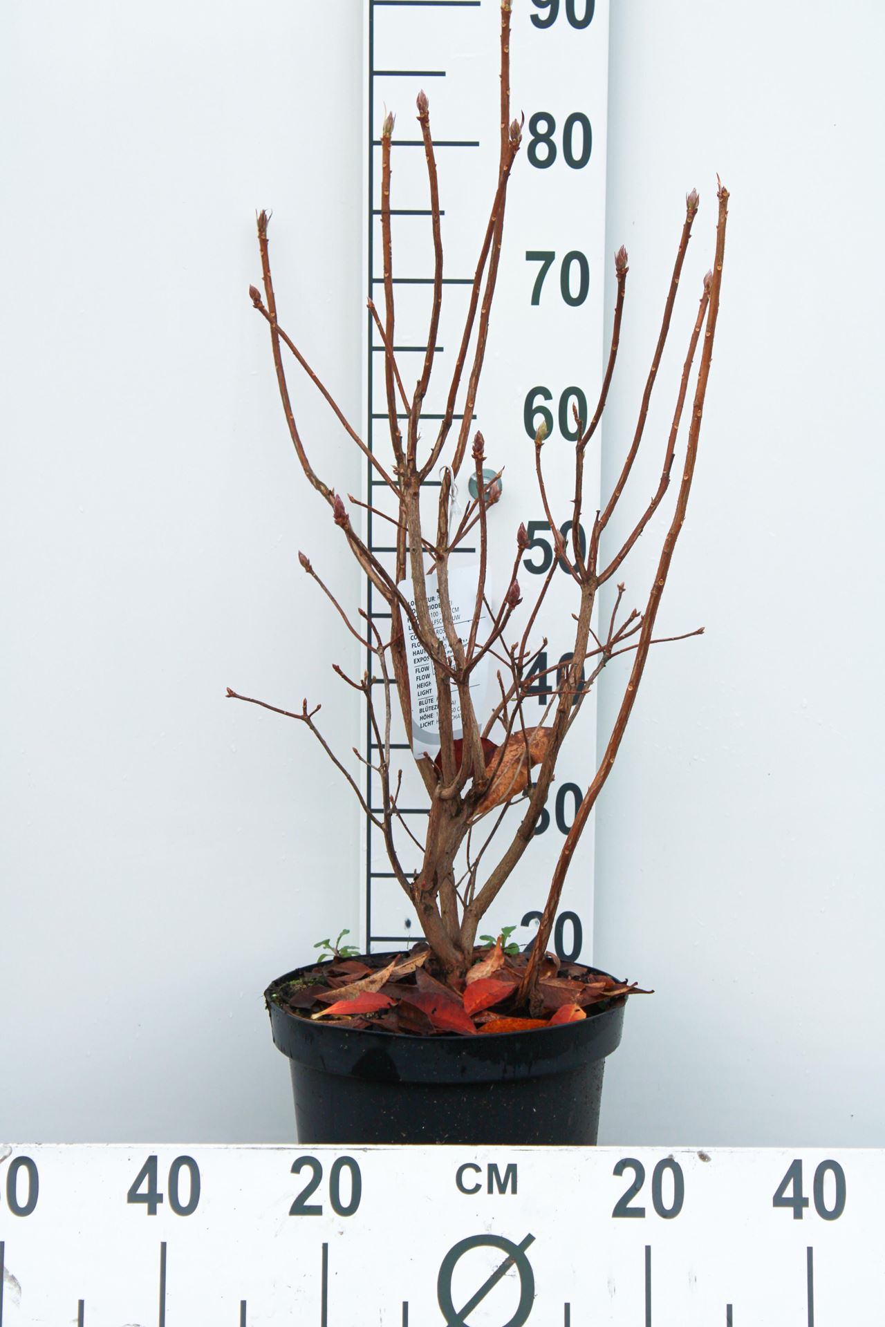 Rhododendron'Knap Hill Pink'- pot 7,5L - 80+ cm afbeelding