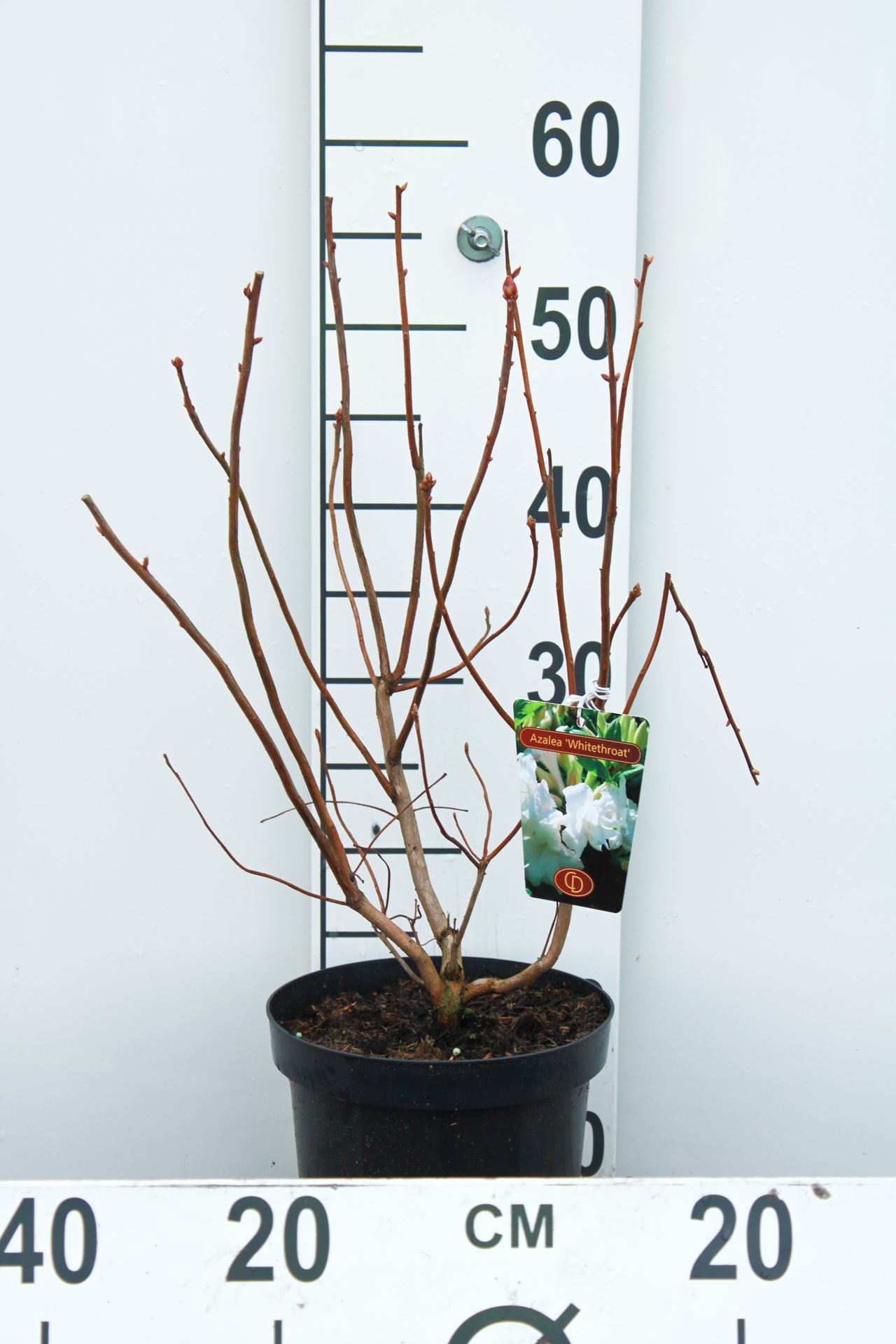 Azalea knaphill - wit - pot - 40-50 cm