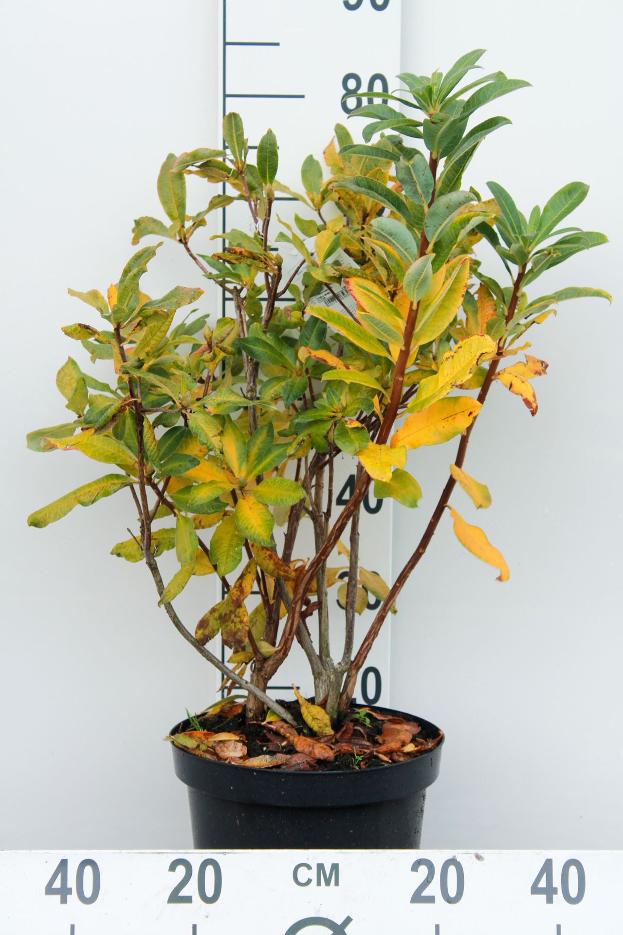 Azalea knaphill - wit - pot 7,5L - 80+ cm afbeelding