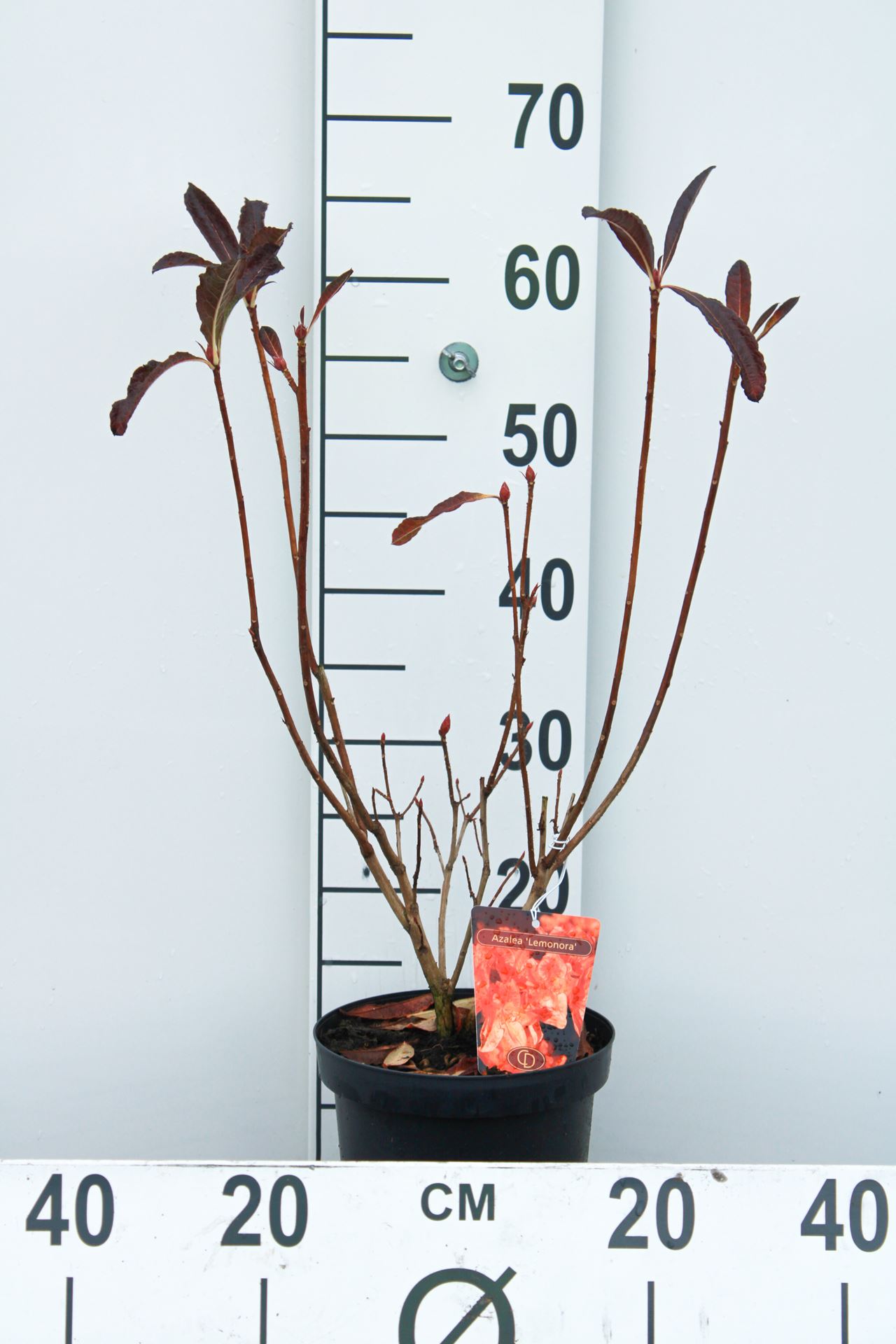 Rhododendron molle - pot - 40-50 cm