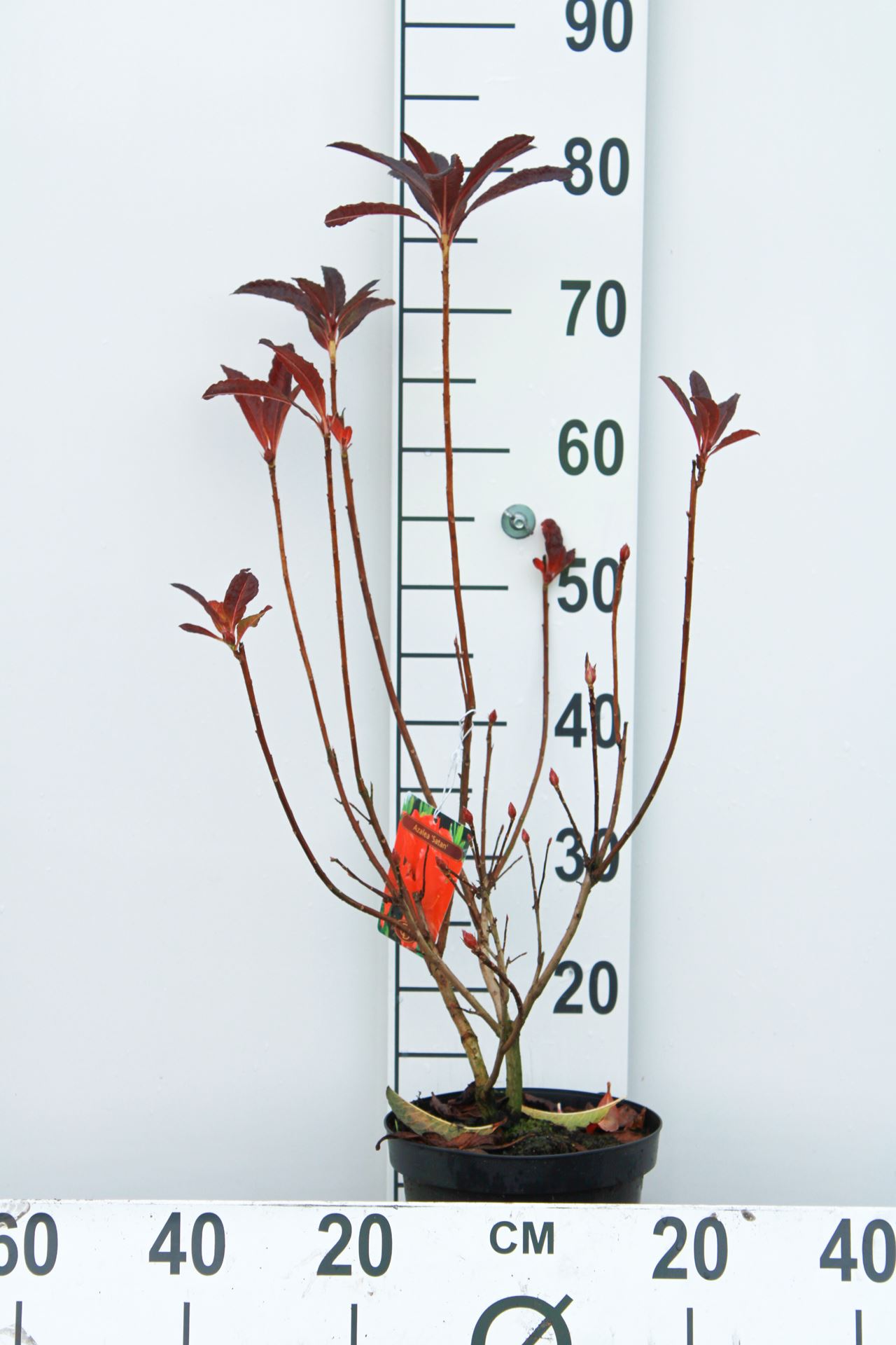 Azalea mollis - rood - pot - 40-50 cm -