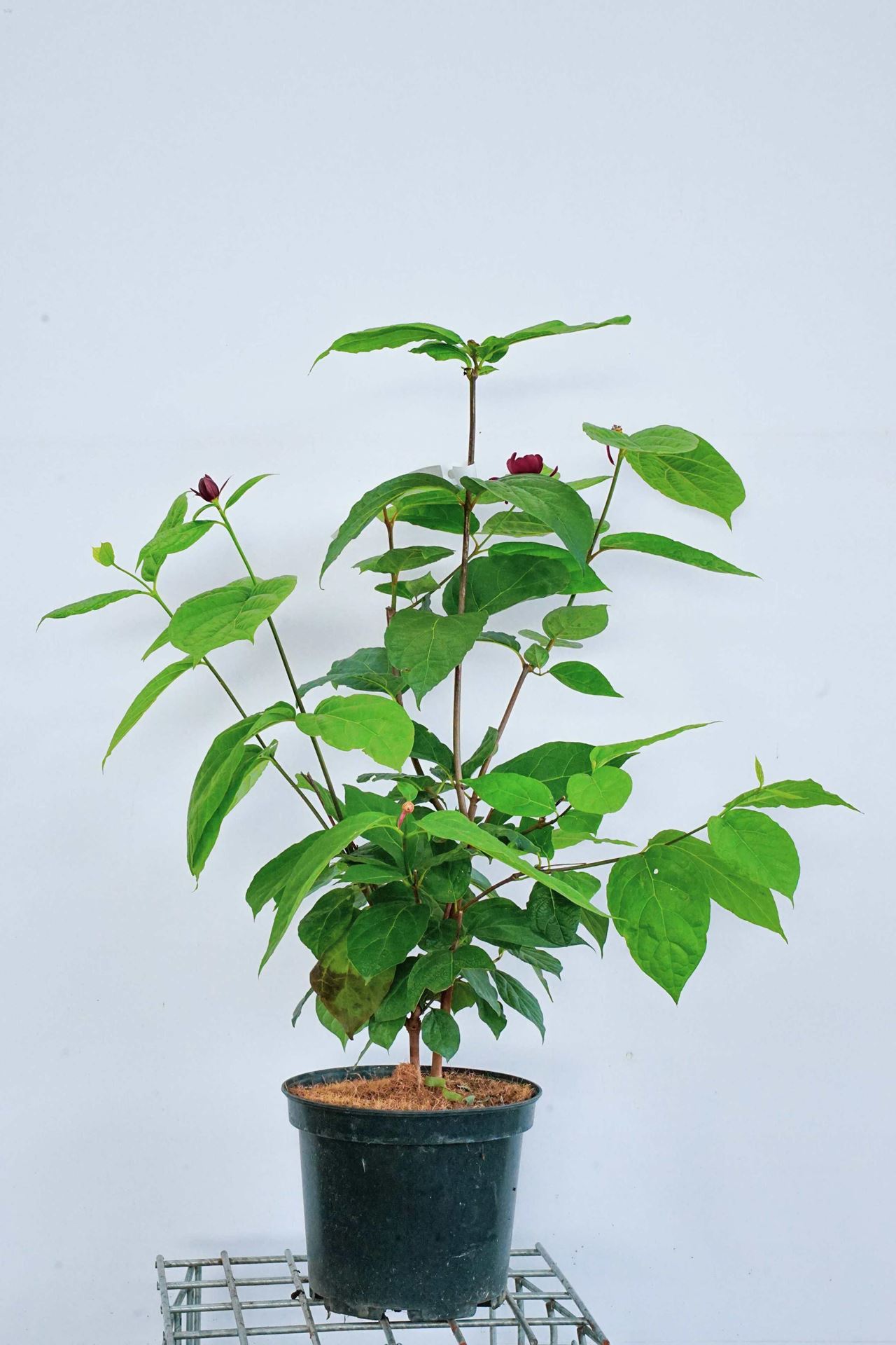 Calycanthus x raulstonii'Hartlage Wine'- pot 12L - 80-100 cm afbeelding