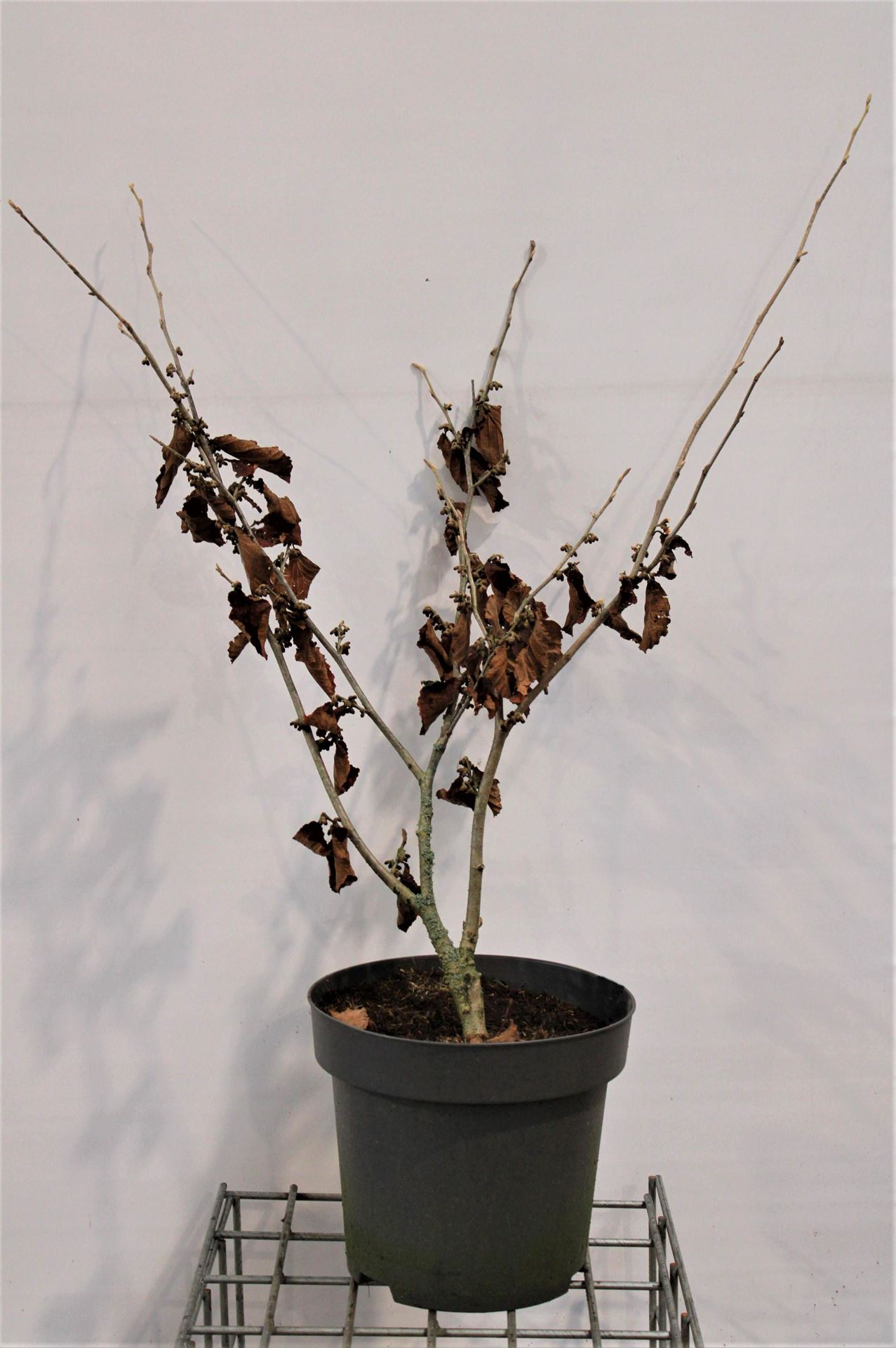 Hamamelis x intermedia'Jelena'- pot 12L - 80-100 cm afbeelding