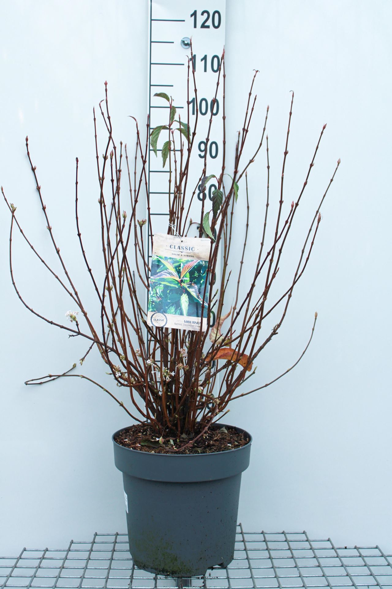 Viburnum farreri'December Dwarf'- pot 12L - 60-80 cm afbeelding