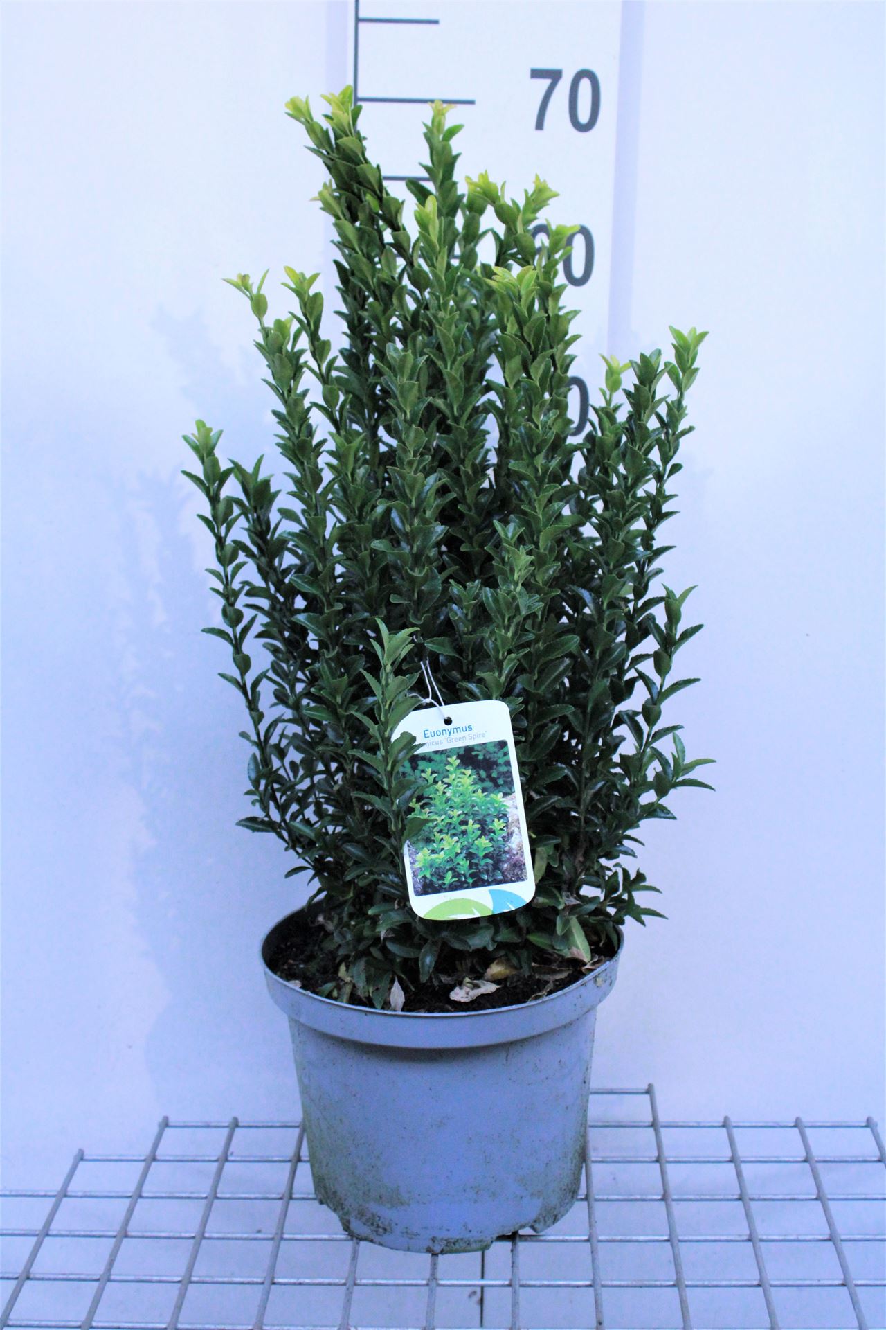 Euonymus japonicus'Green Spire'- pot 5L - 40-60 cm - afbeelding