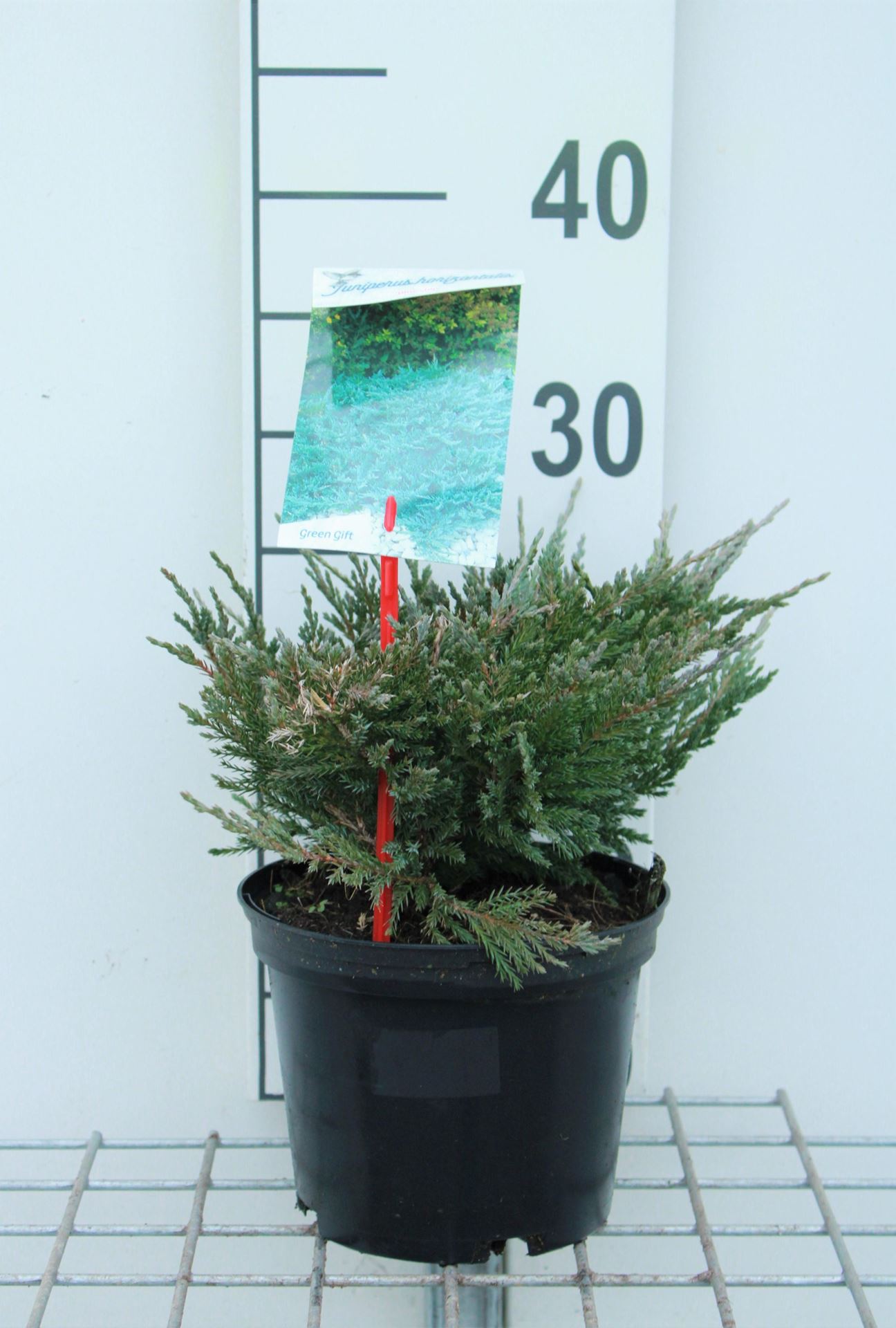 Juniperus horizontalis 'Blue Chip' - pot - 25-30 cm