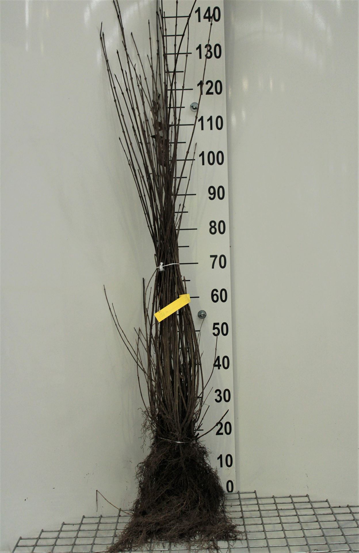 Ligustrum vulgare - blote wortel - 90-120 cm afbeelding