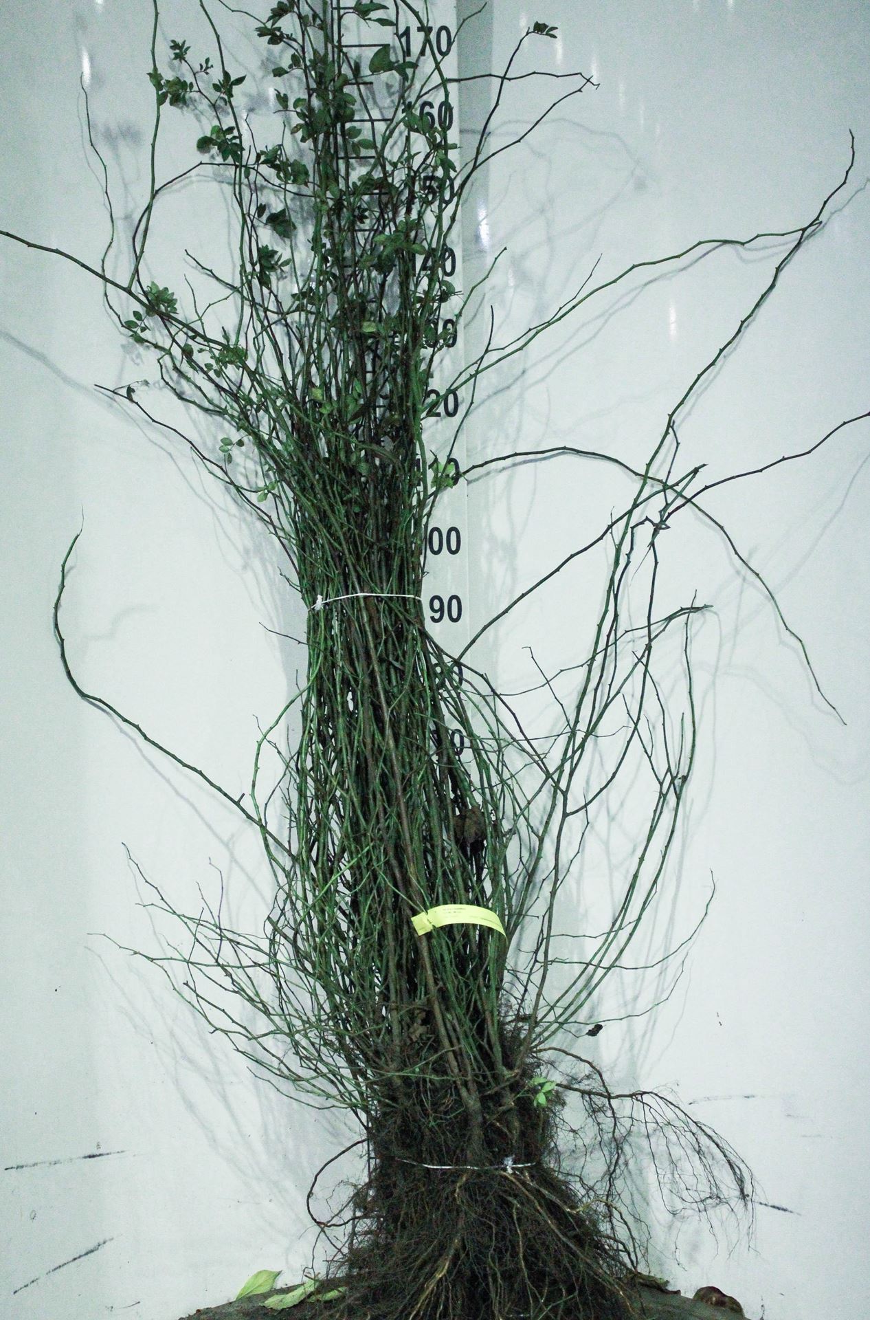 Rosa multiflora - blote wortel - 60-90 cm afbeelding