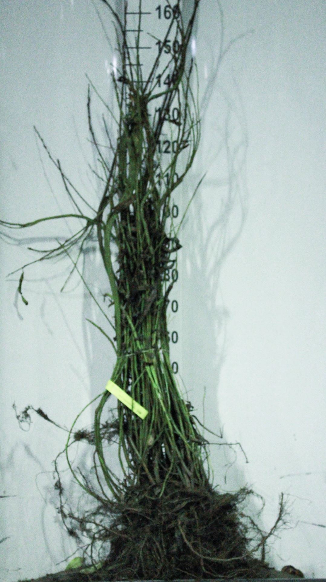 Salix udensis'Sekka'- blote wortel - 50-80 cm afbeelding