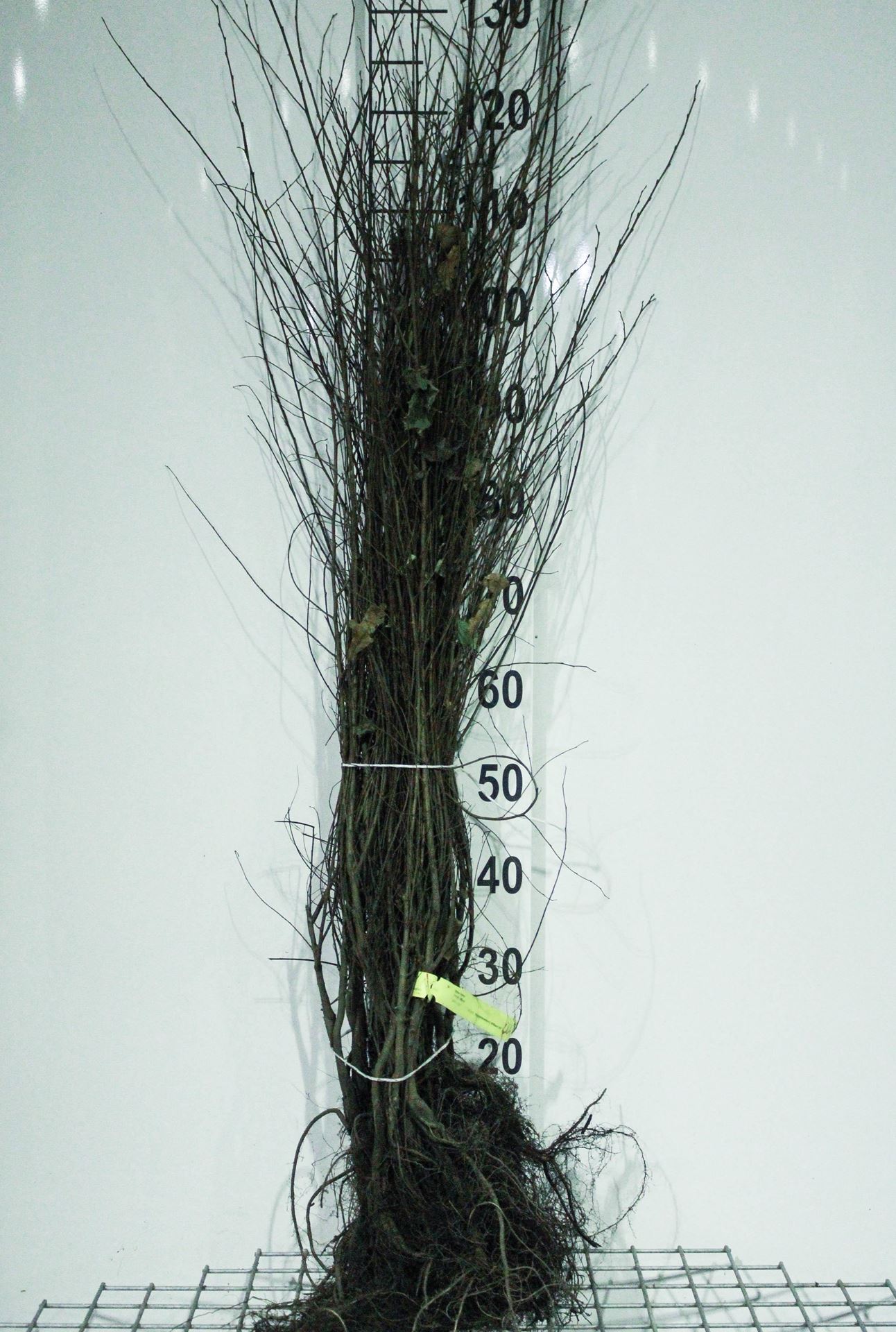 Ulmus minor - blote wortel - 60-90 cm afbeelding