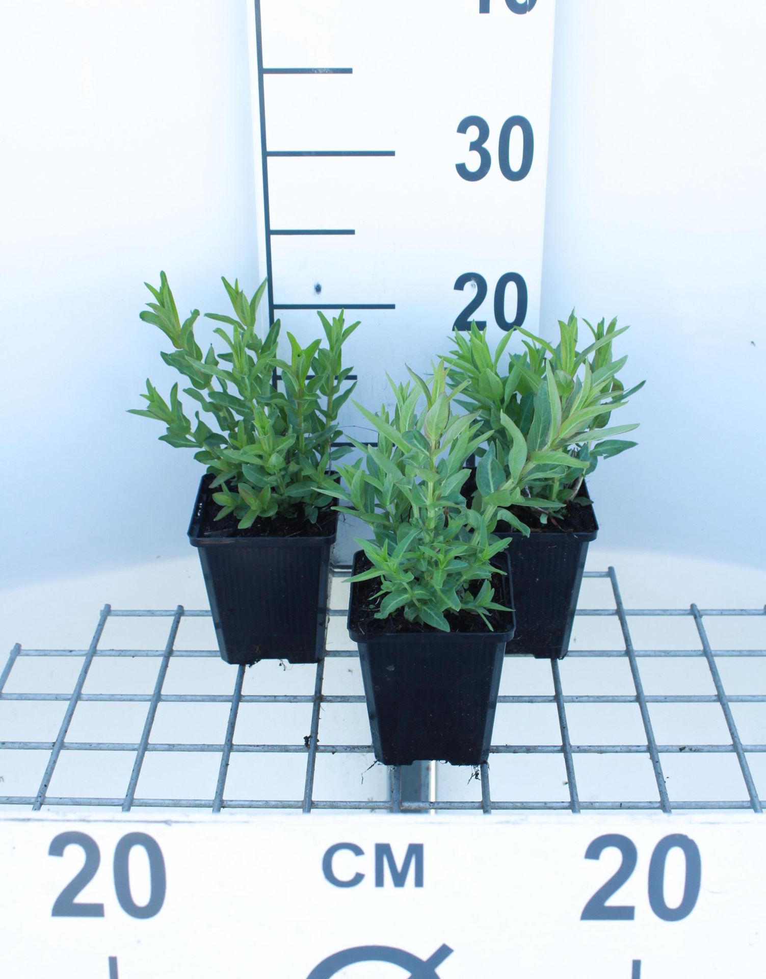 Lythrum salicaria - pot 9x9 cm - Grote kattenstaart afbeelding