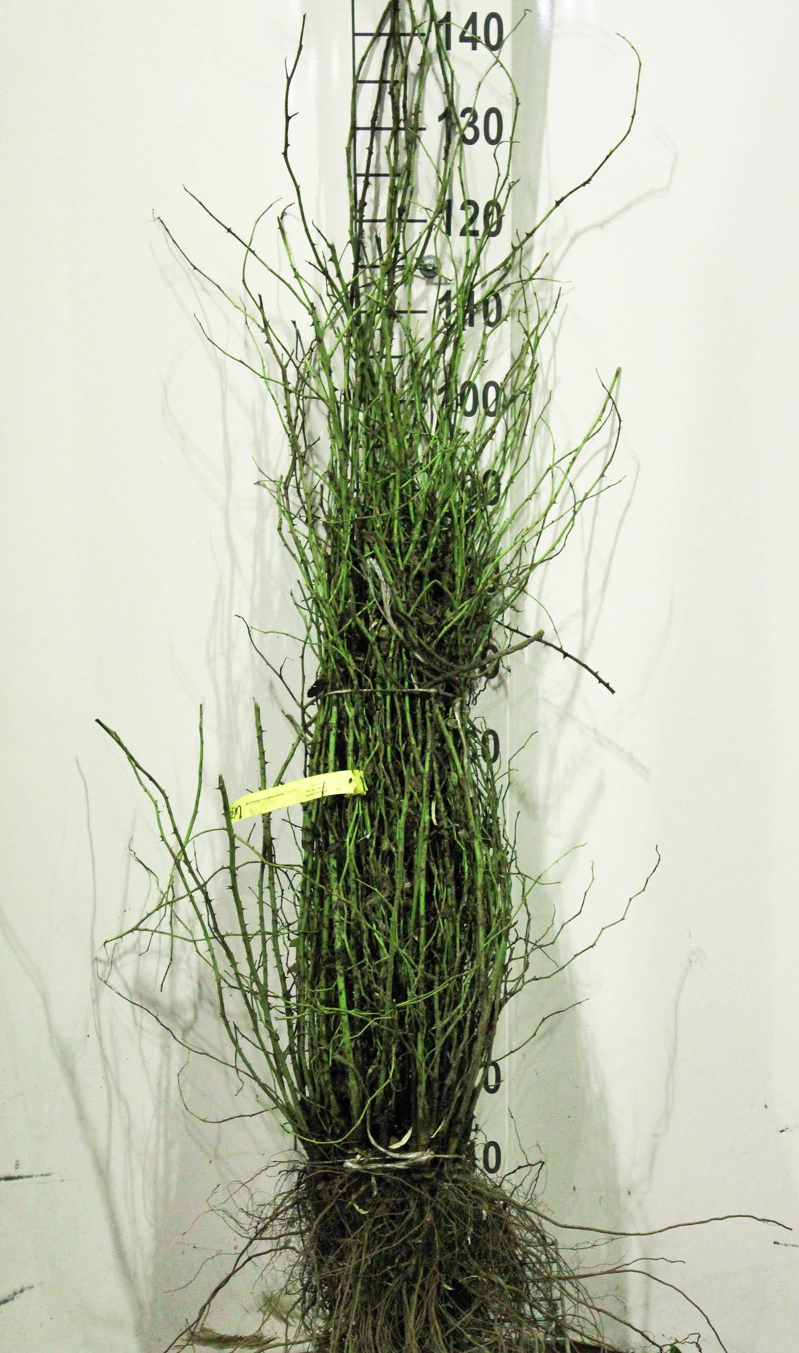 Rosa canina - blote wortel - 60-90 cm afbeelding