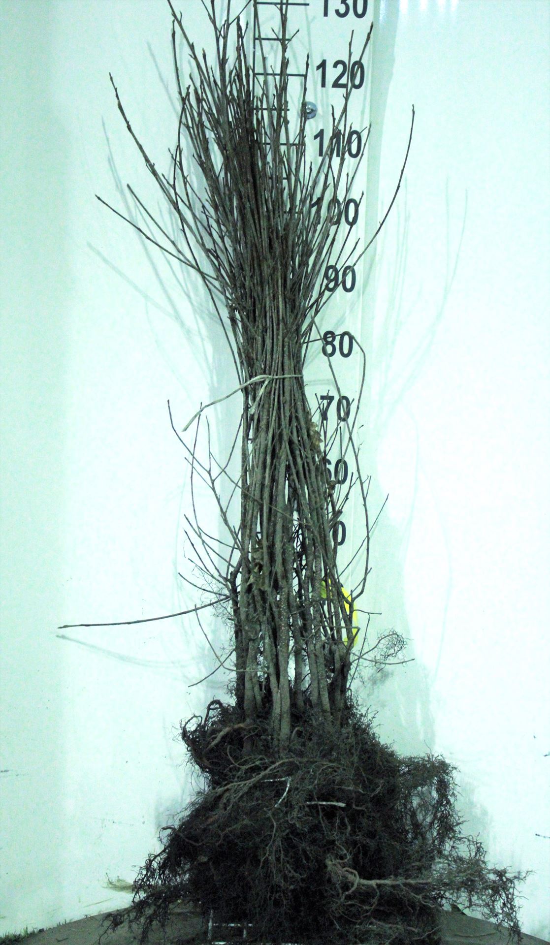 Frangula alnus - blote wortel - 60-90 cm afbeelding