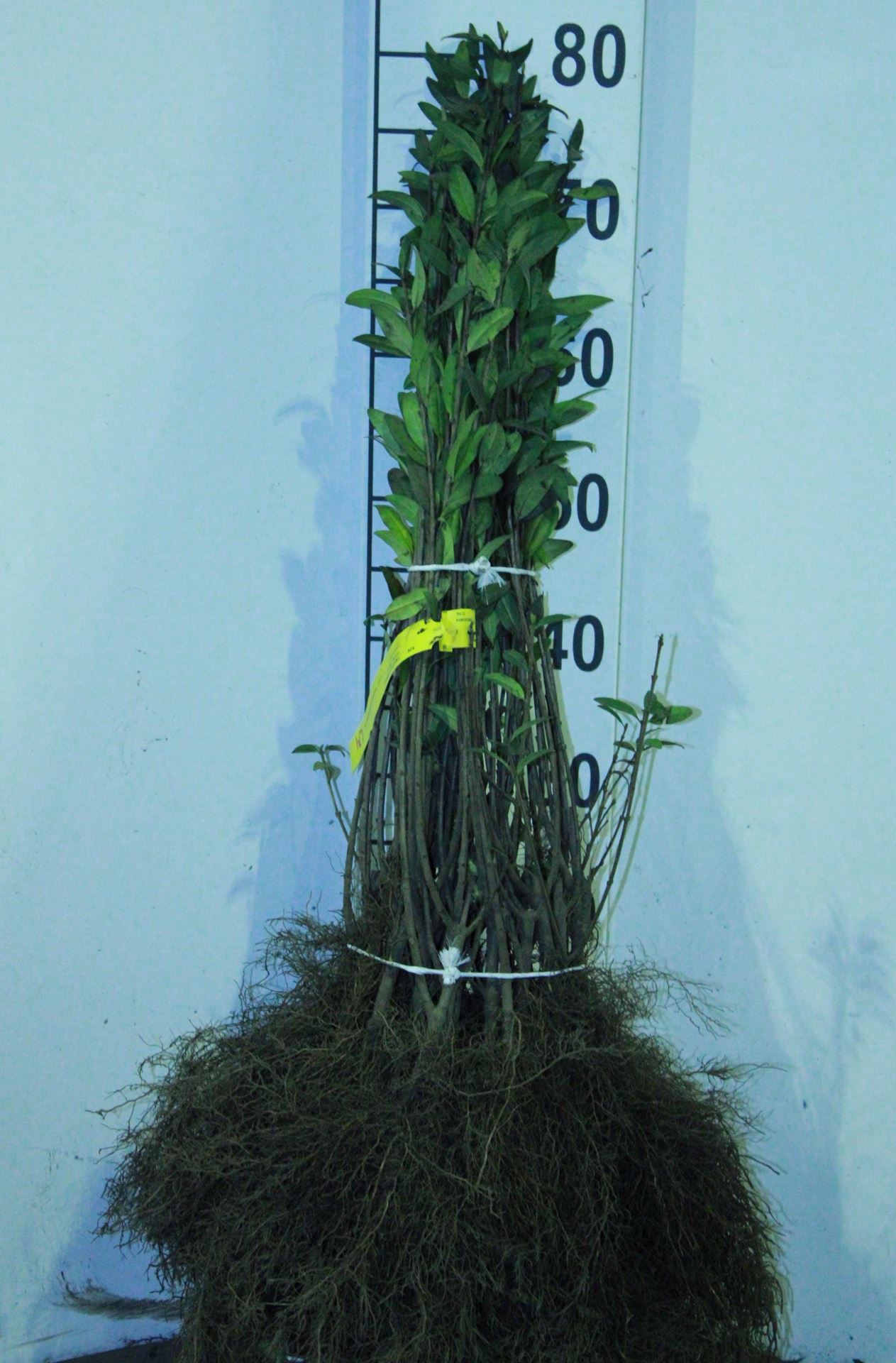 Ligustrum vulgare - blote wortel - 40-60 cm - Wilde liguster / Gewone liguster afbeelding